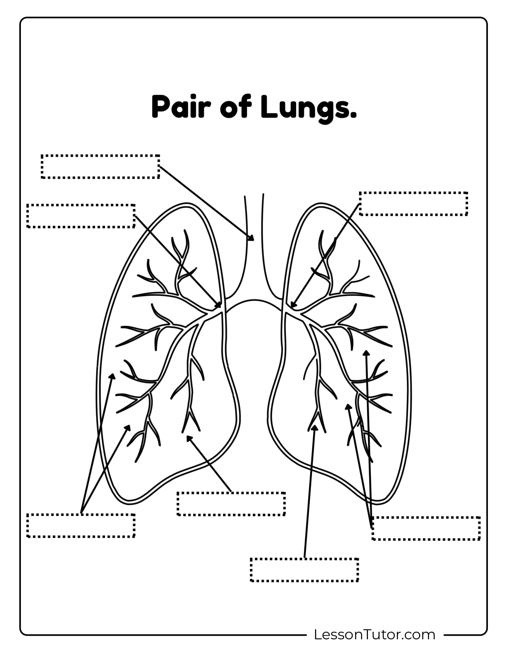 Respiratory System Printable Free Coloring Pages PDF Printables 