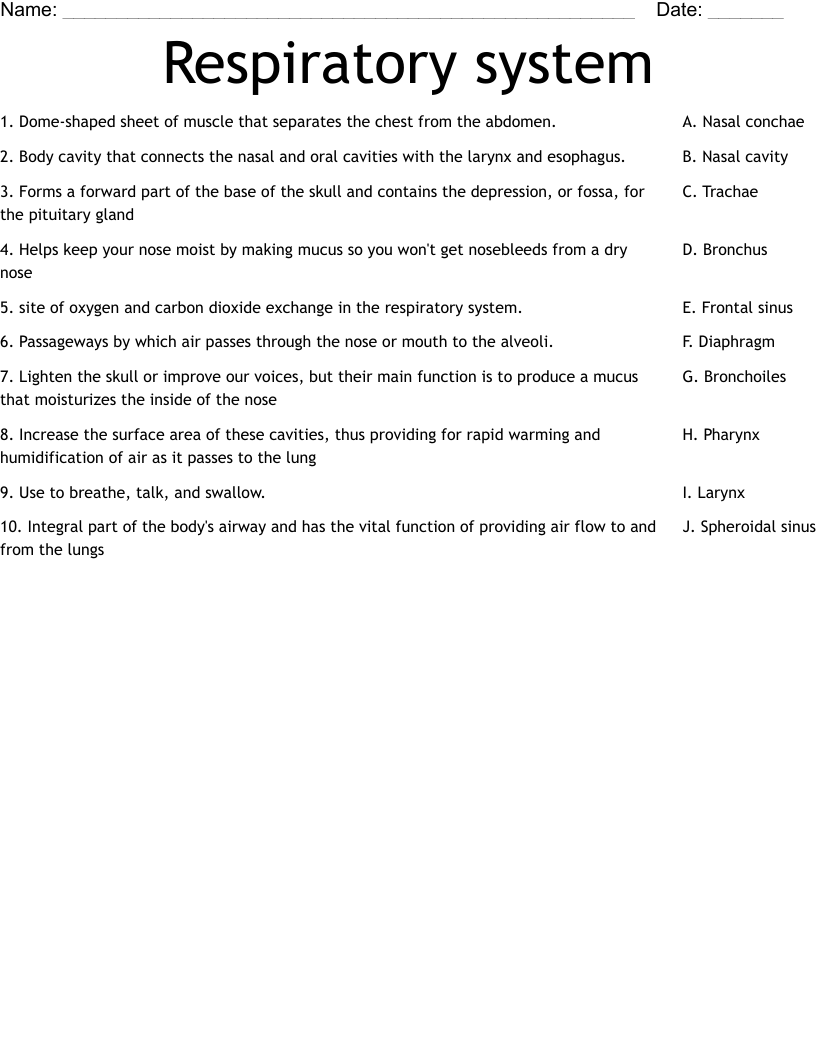 Free Printable Worksheets On The Lungs