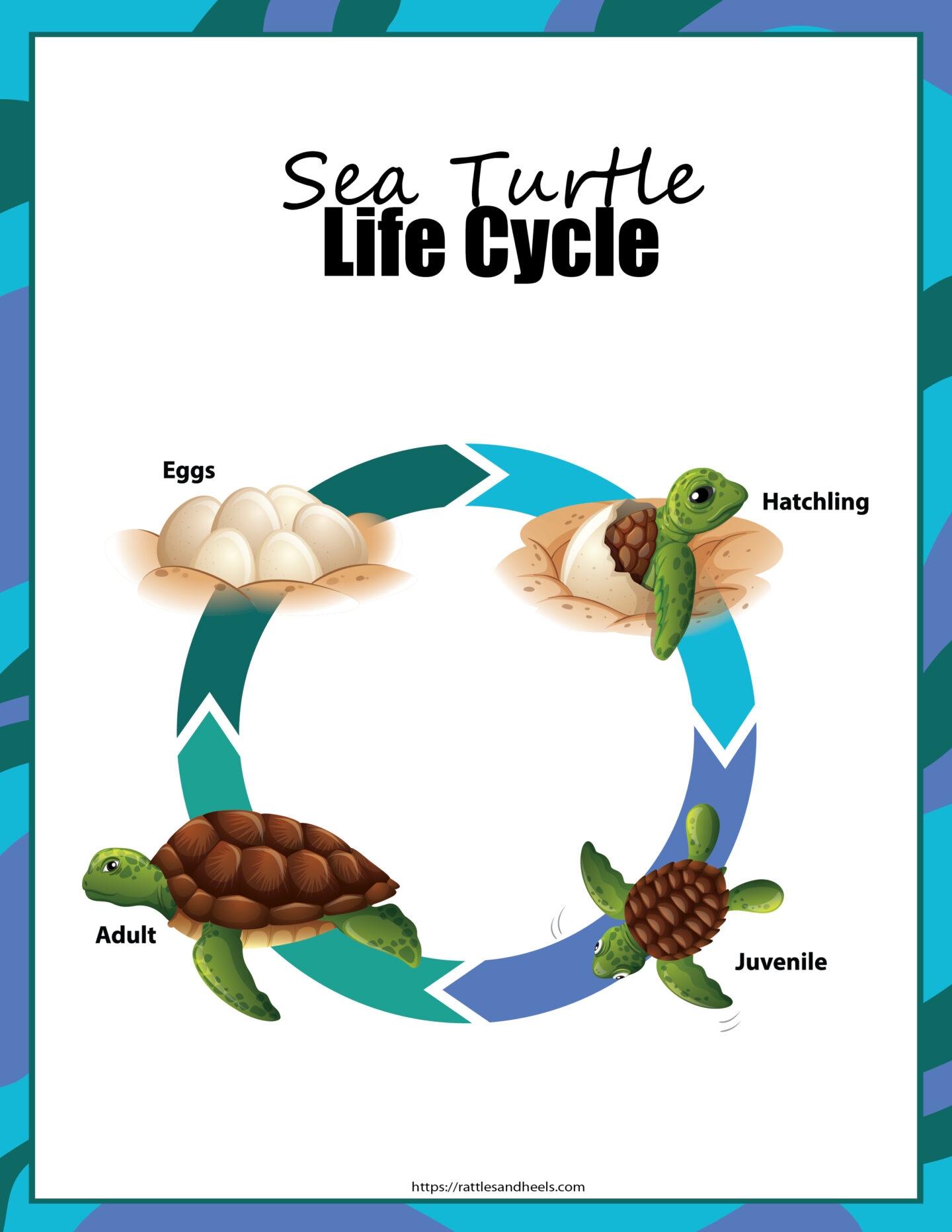 Free Printable Worksheets On Sea Turtles