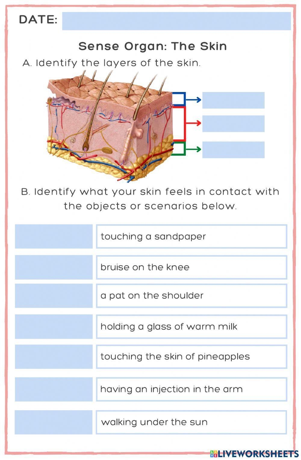Sense Organ The Skin Worksheet Live Worksheets Worksheets Library Sense Organ The Skin Worksheet Live Worksheets Worksheets Library