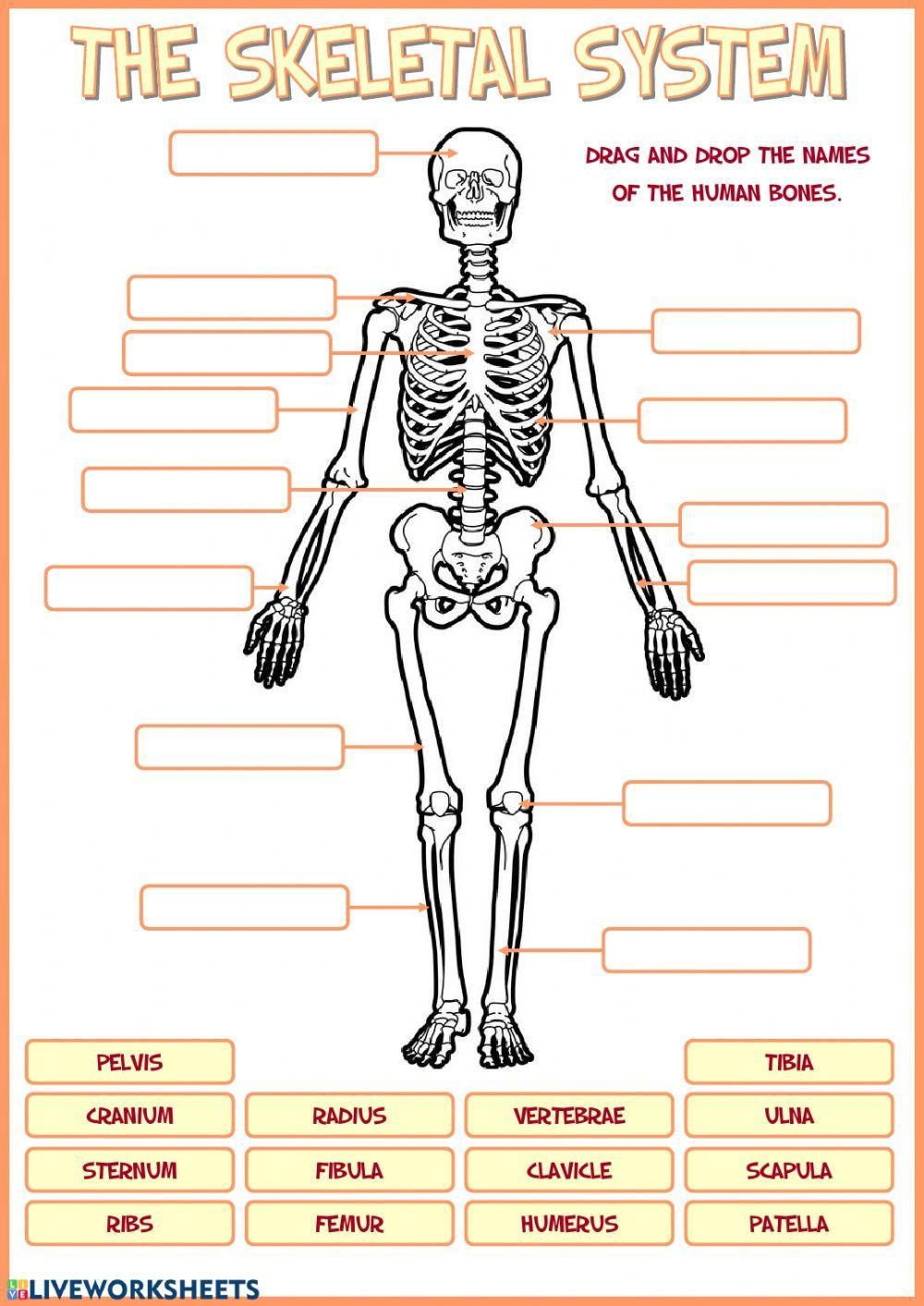 Skeletal System Worksheet Live Worksheets Worksheets Library Skeletal System Worksheet Live Worksheets Worksheets Library