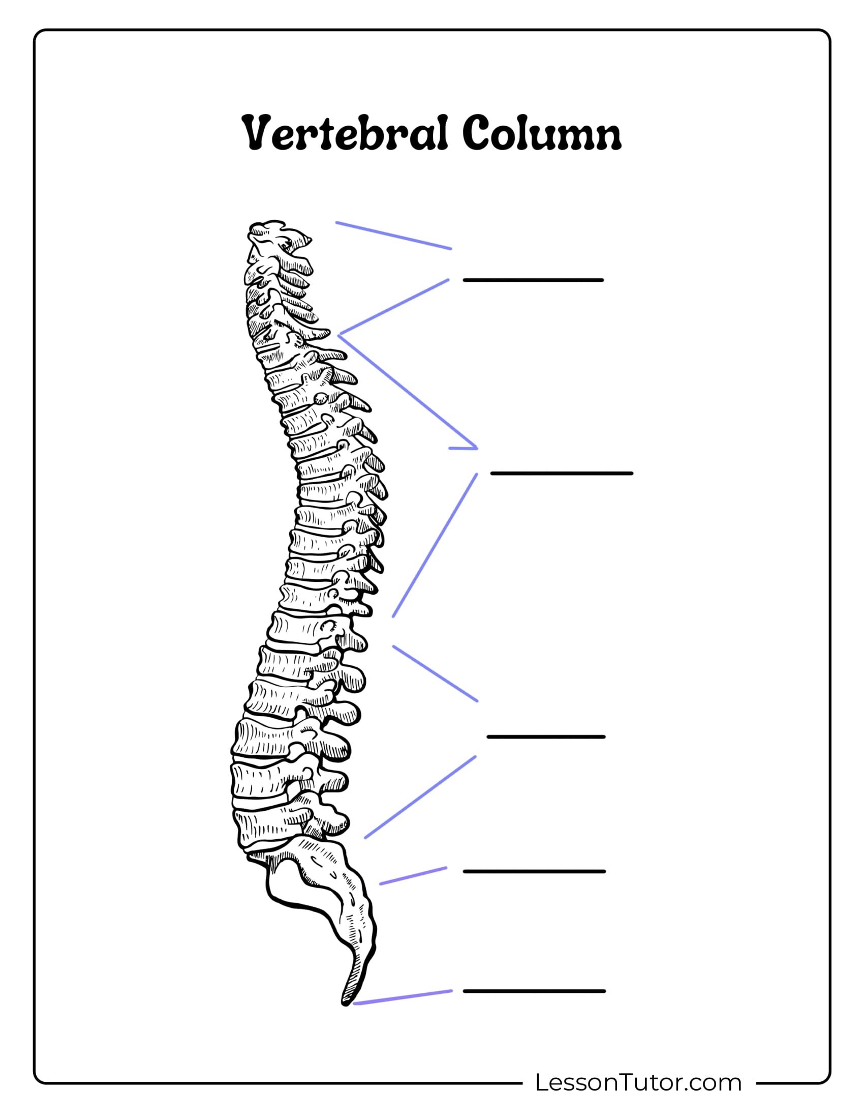 Skeleton Worksheets Free Coloring Pages PDF Printables And Worksheets Lesson Tutor