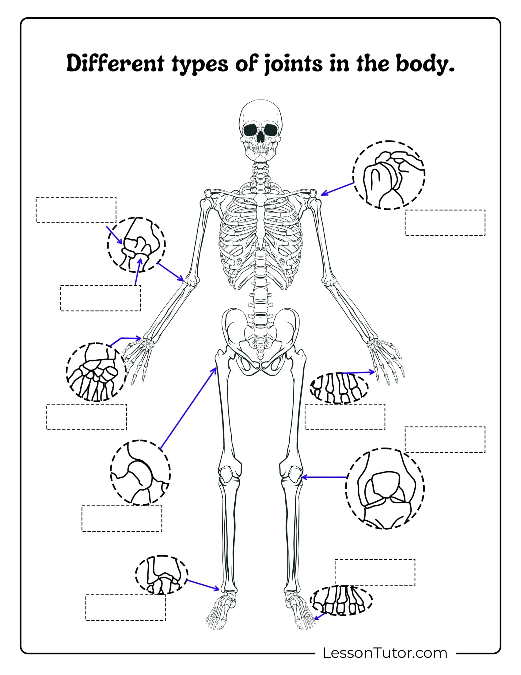 Free Printable Skeleton Diagram Worksheet Free Printable Skeleton Diagram Worksheet