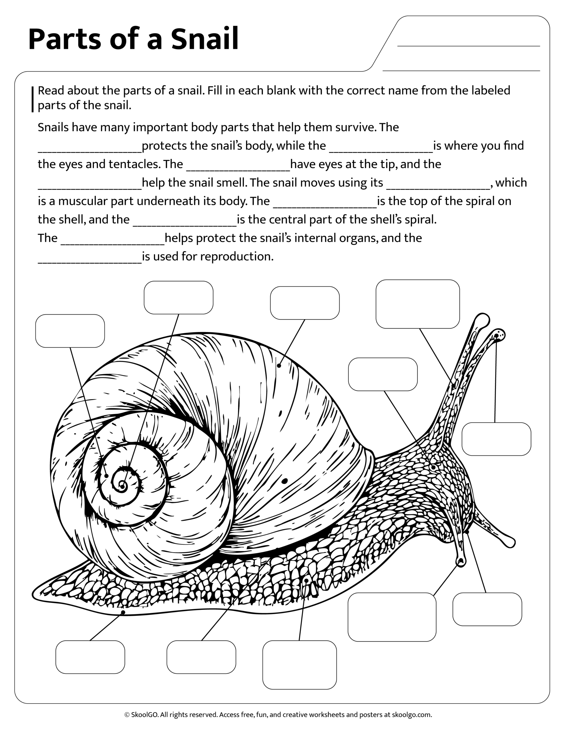Free Printable Snail Worksheets