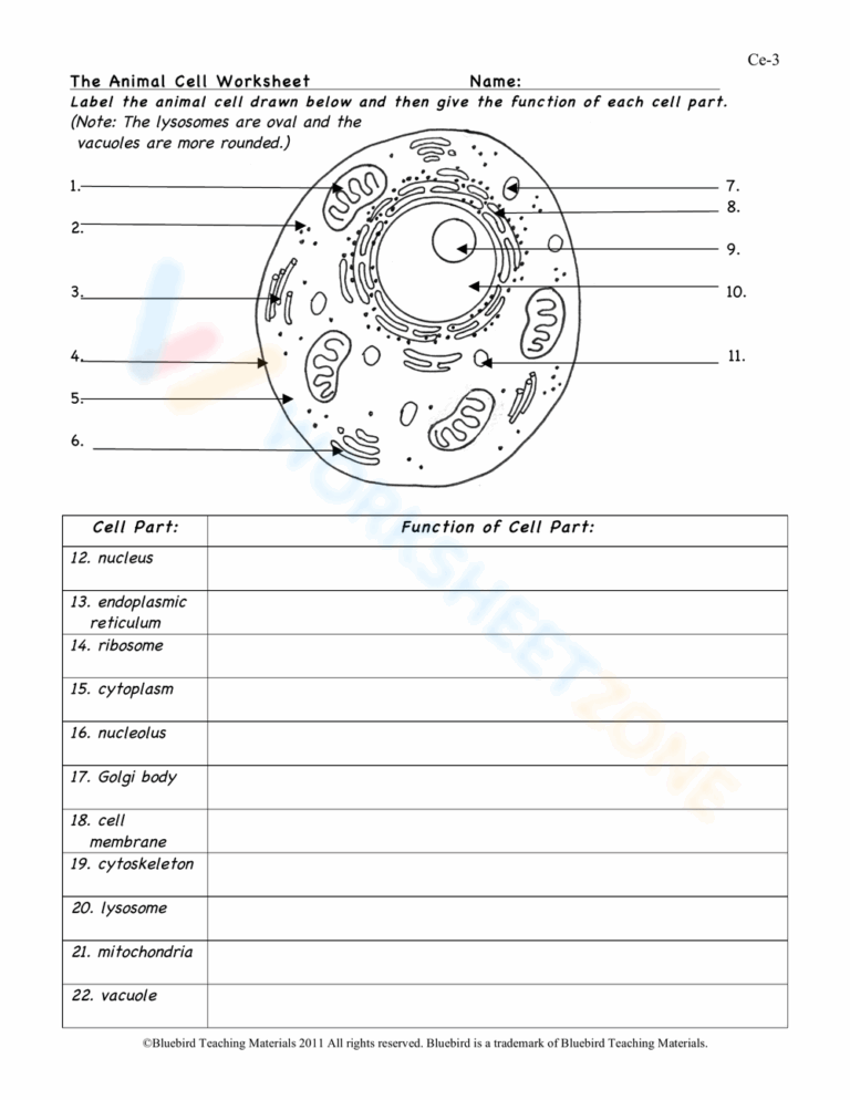 The Animal Cell Worksheet Worksheet Worksheets Library
