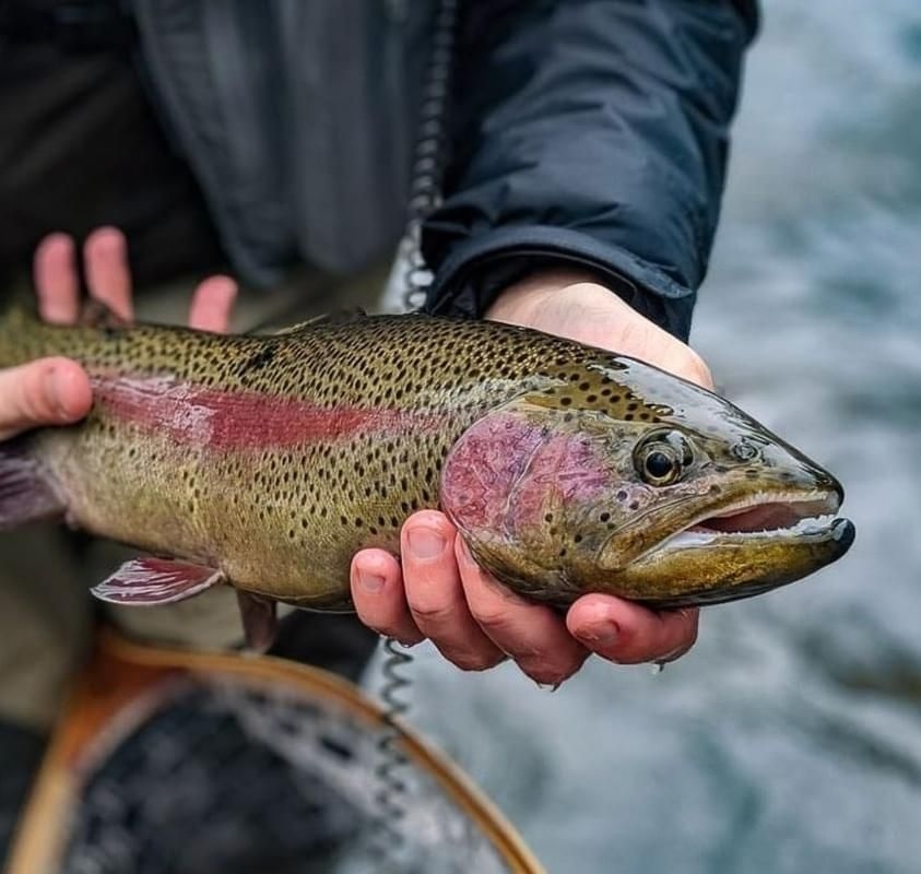 The Ultimate Guide To Trout Fishing Updated Jul 2024 AnyCreek