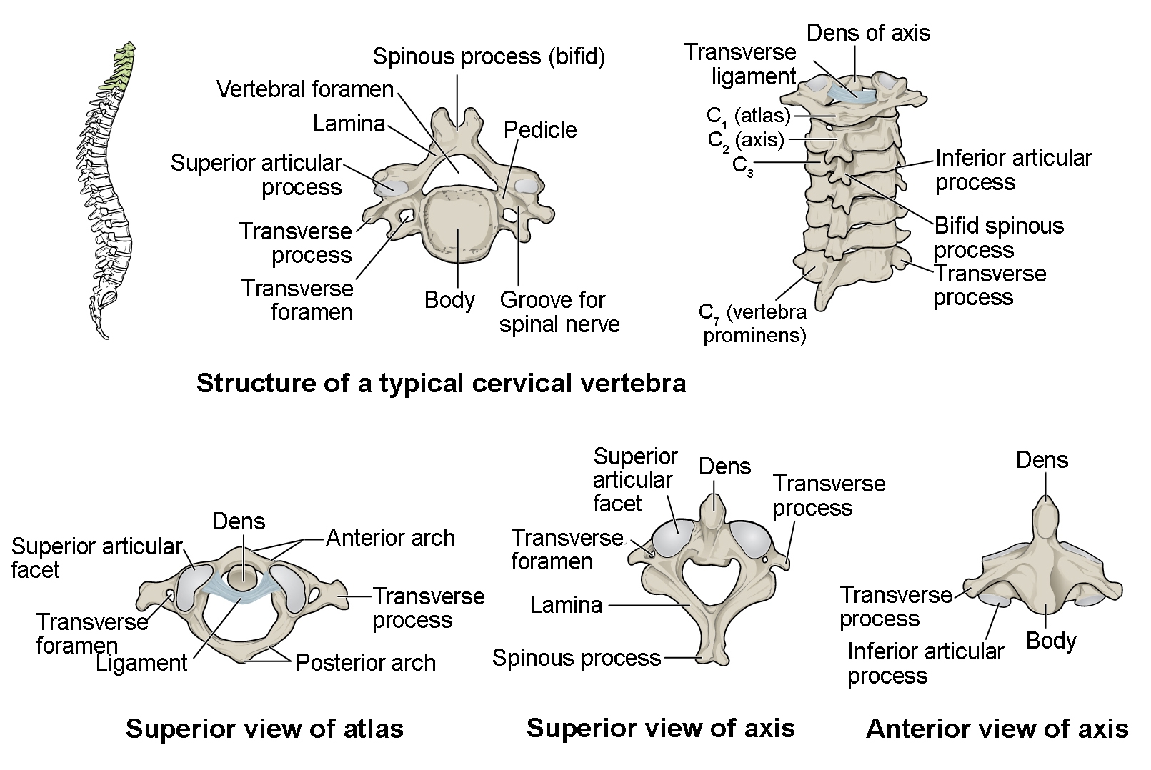 The Vertebral Column Anatomy And Physiology I Worksheets Library