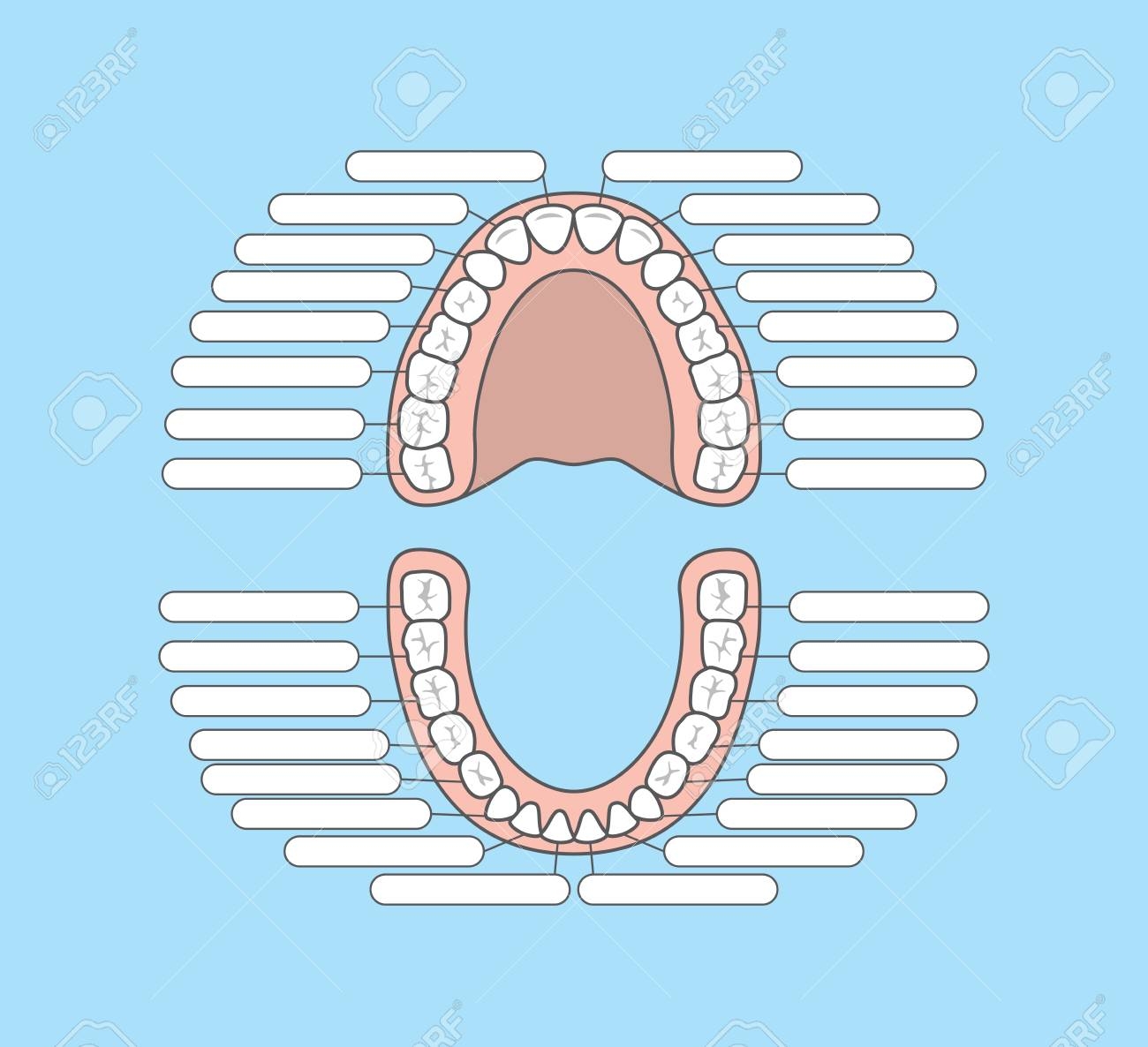 Tooth Chart Blank Illustration Vector On Blue Background Dental Concept Royalty Free SVG Cliparts Vectors And Stock Illustration Image 98622761 