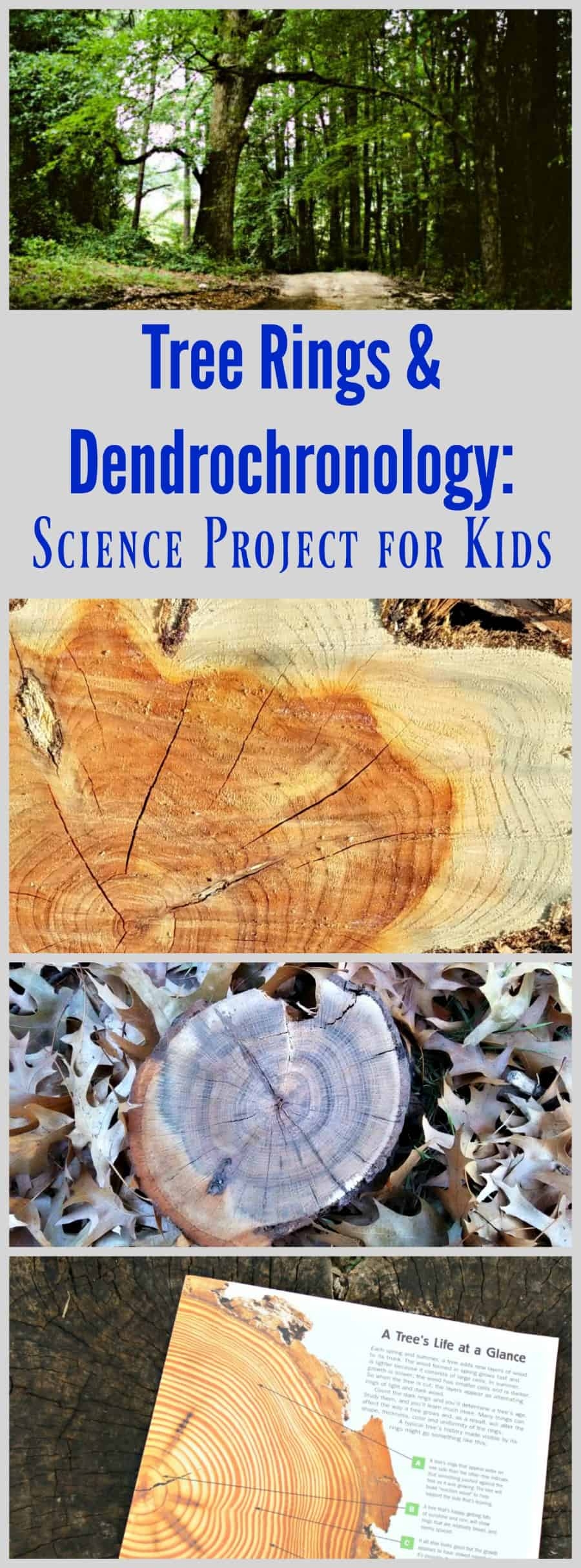 Tree Rings And Dendrochronology Science Project For Kids With FREE Printable
