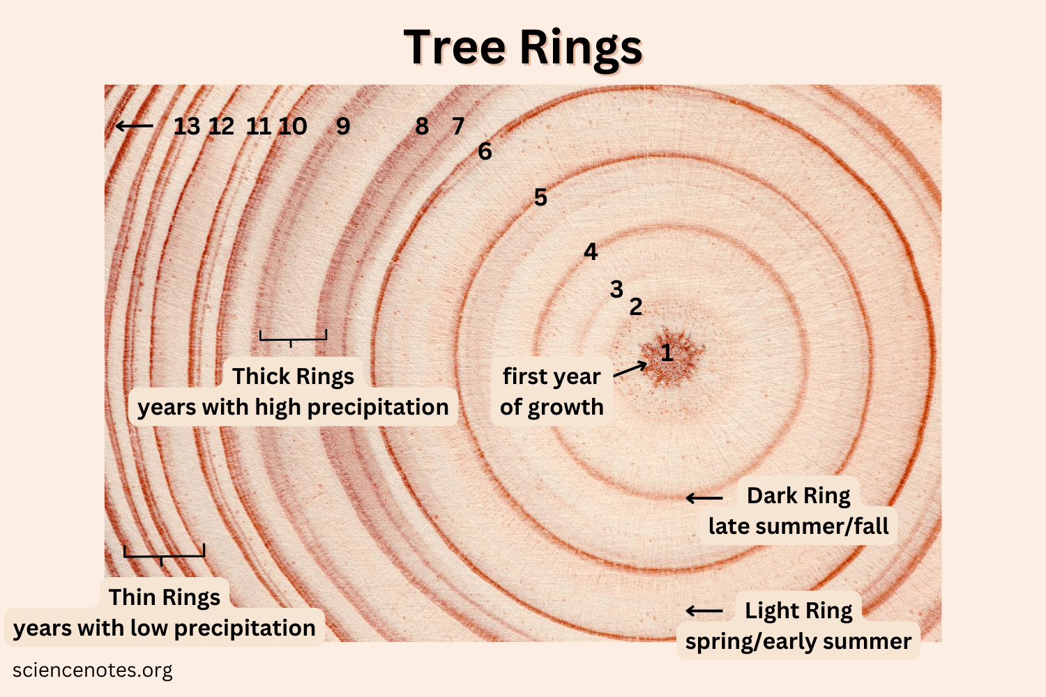 Tree Rings Dendrochronology And Dendroclimatology