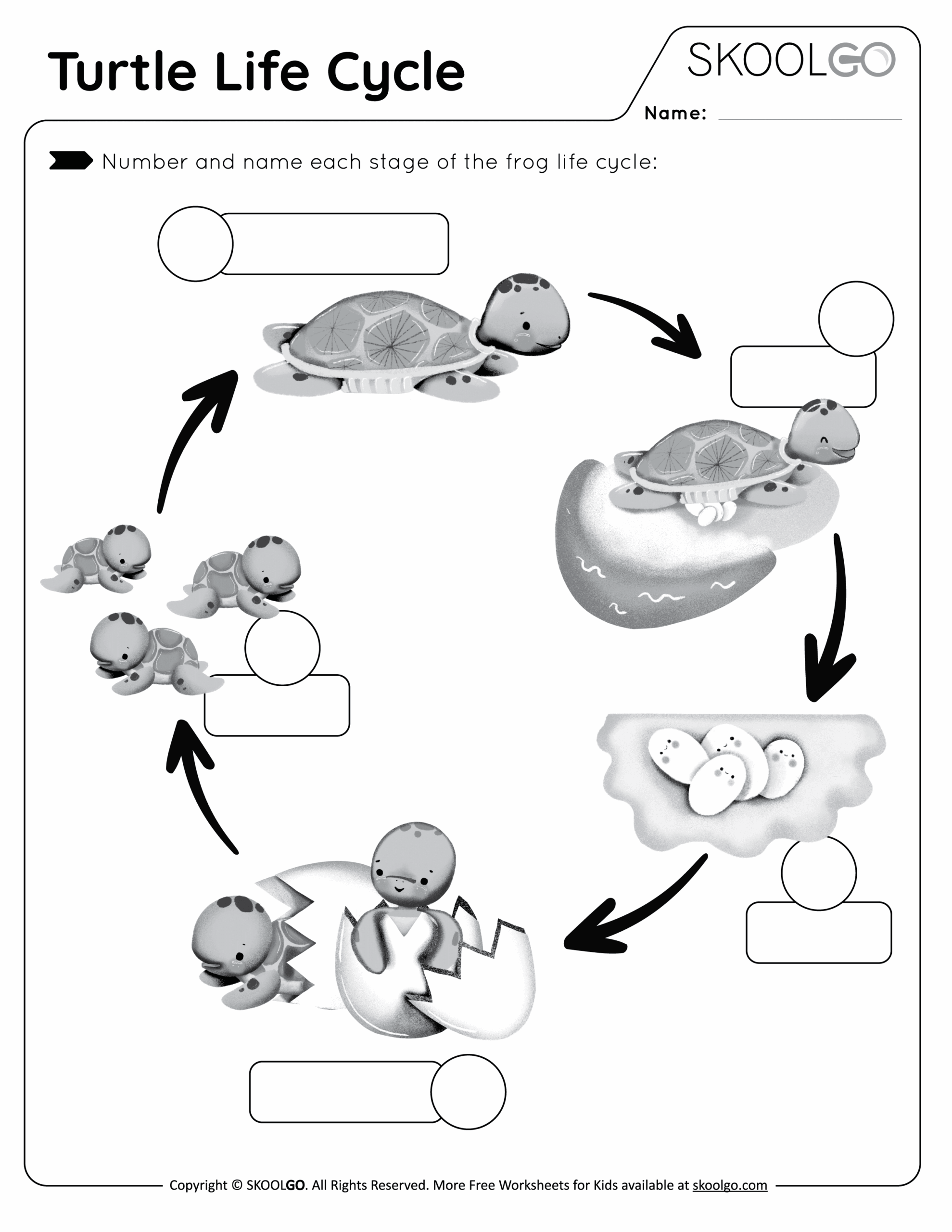 Turtle Life Cycle Free Worksheet SKOOLGO Worksheets Library