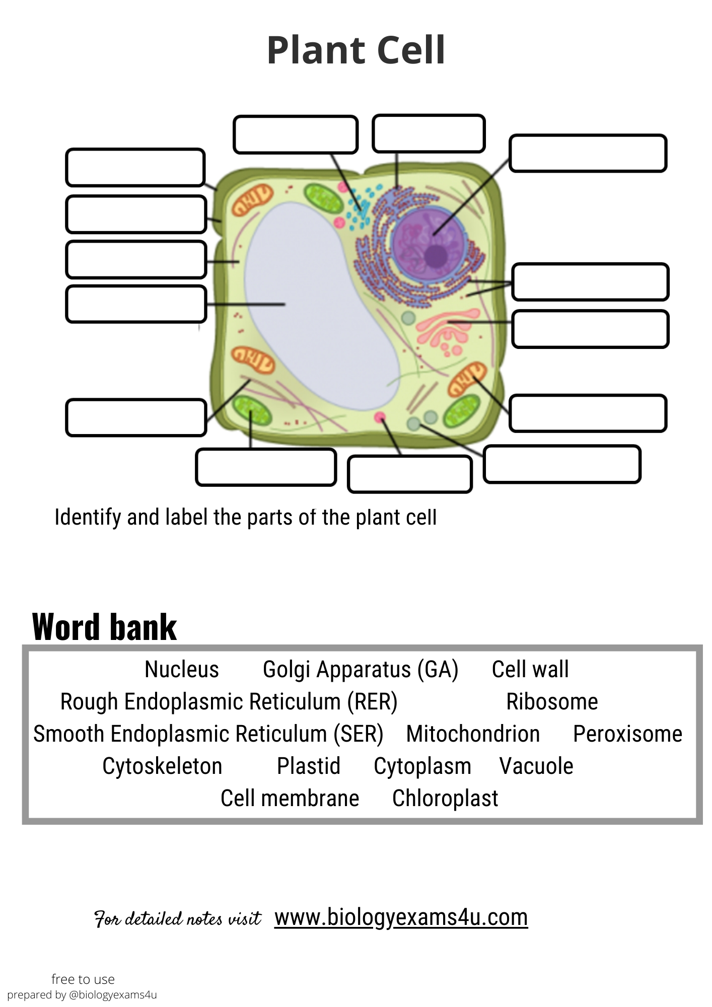 Worksheet And Quiz On Plant Cell Structure And Function Worksheets Library