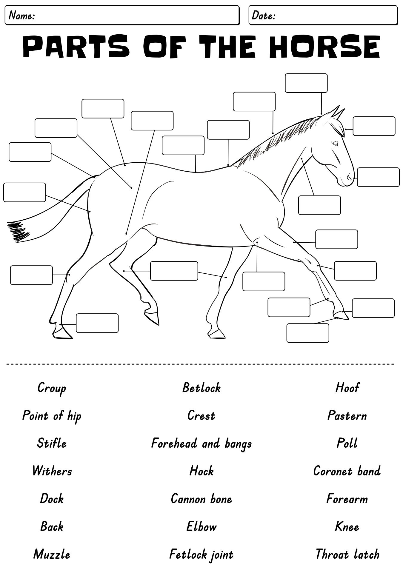 13 Points Of The Horse Worksheet Free PDF At Worksheeto