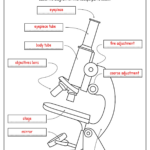 15 Printable Microscope Worksheet Free PDF At Worksheeto