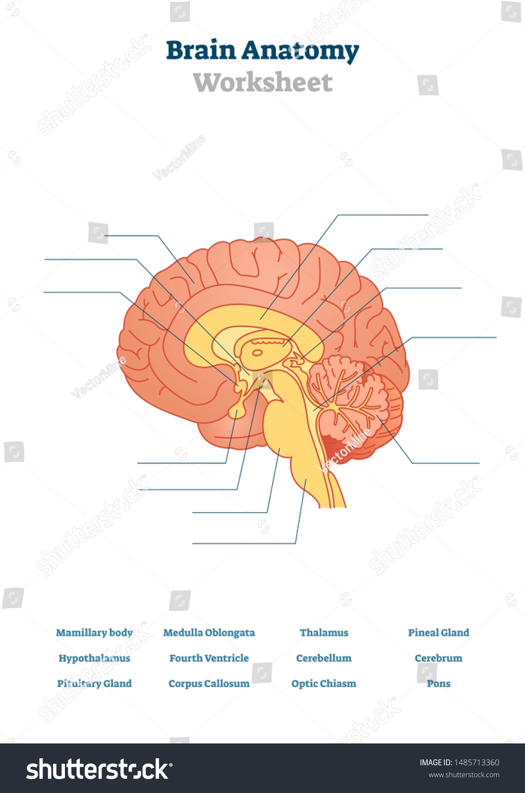 63 Brain Diagram Blank Labels Royalty Free Images Stock Photos Pictures Shutterstock