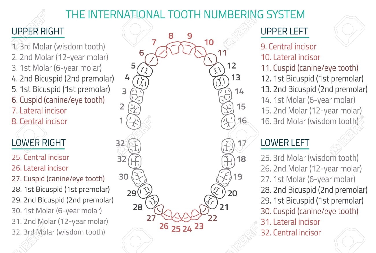 Adult International Tooth Numbering Chart Illustration Editable Image In Modern Style On White Background Human Teeth Infographic Health Dental Care Design Poster Or Leaflet Template Royalty Free SVG Cliparts Vectors And Stock Adult International Tooth Numbering Chart Illustration Editable Image In Modern Style On White Background Human Teeth Infographic Health Dental Care Design Poster Or Leaflet Template Royalty Free SVG Cliparts Vectors And Stock