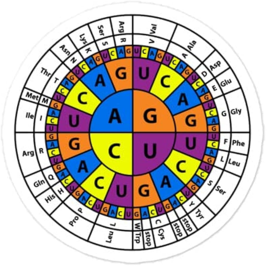 Printable Codon Chart Pdf