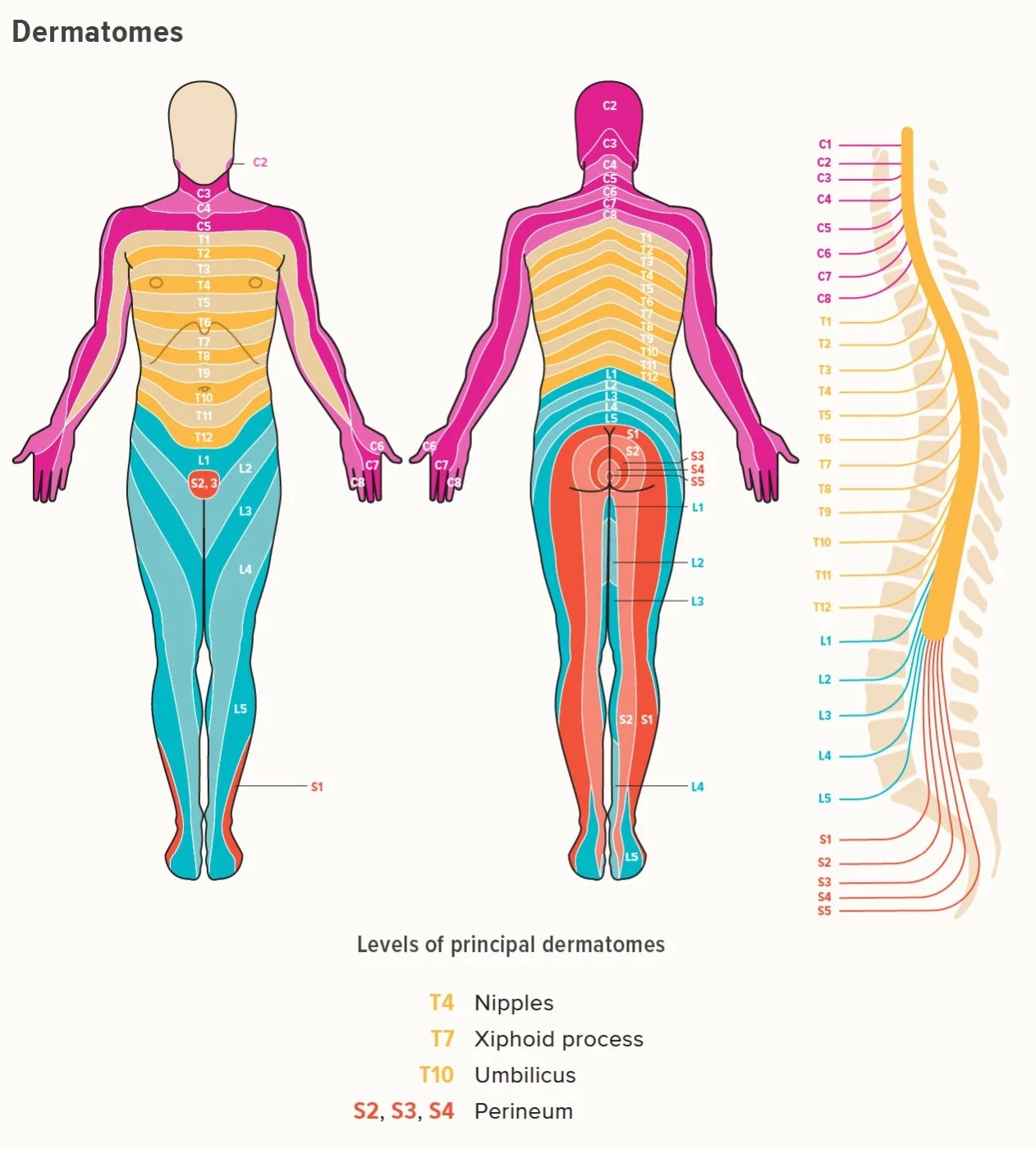 Blank Dermatome Map Ganalytic