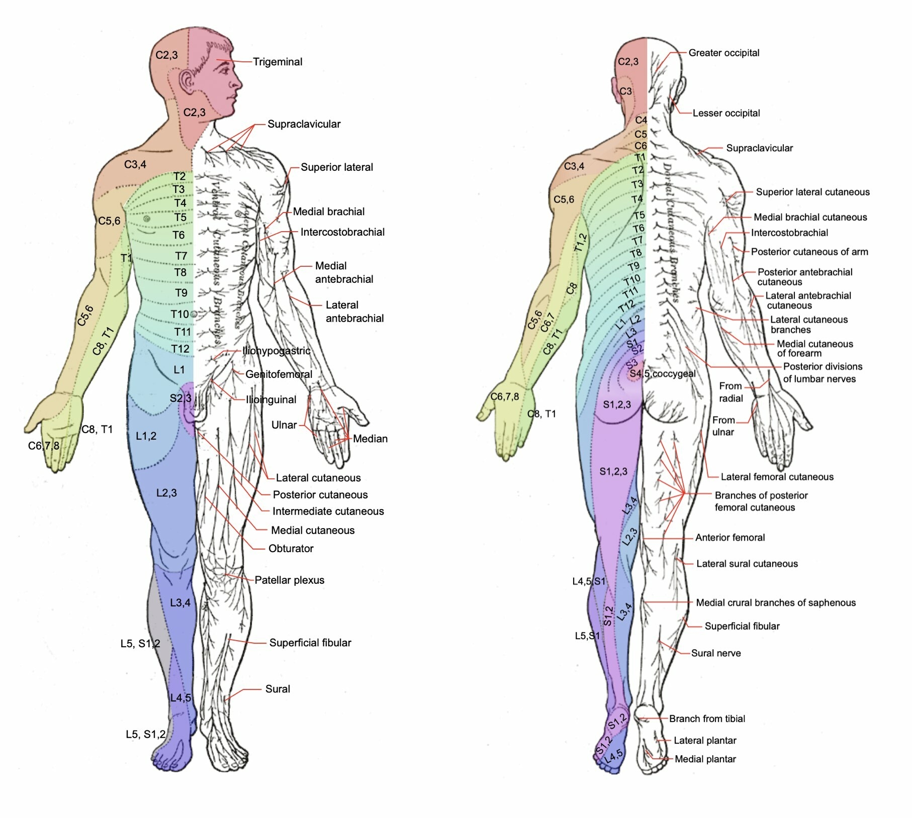 Blank Dermatome Map Printable