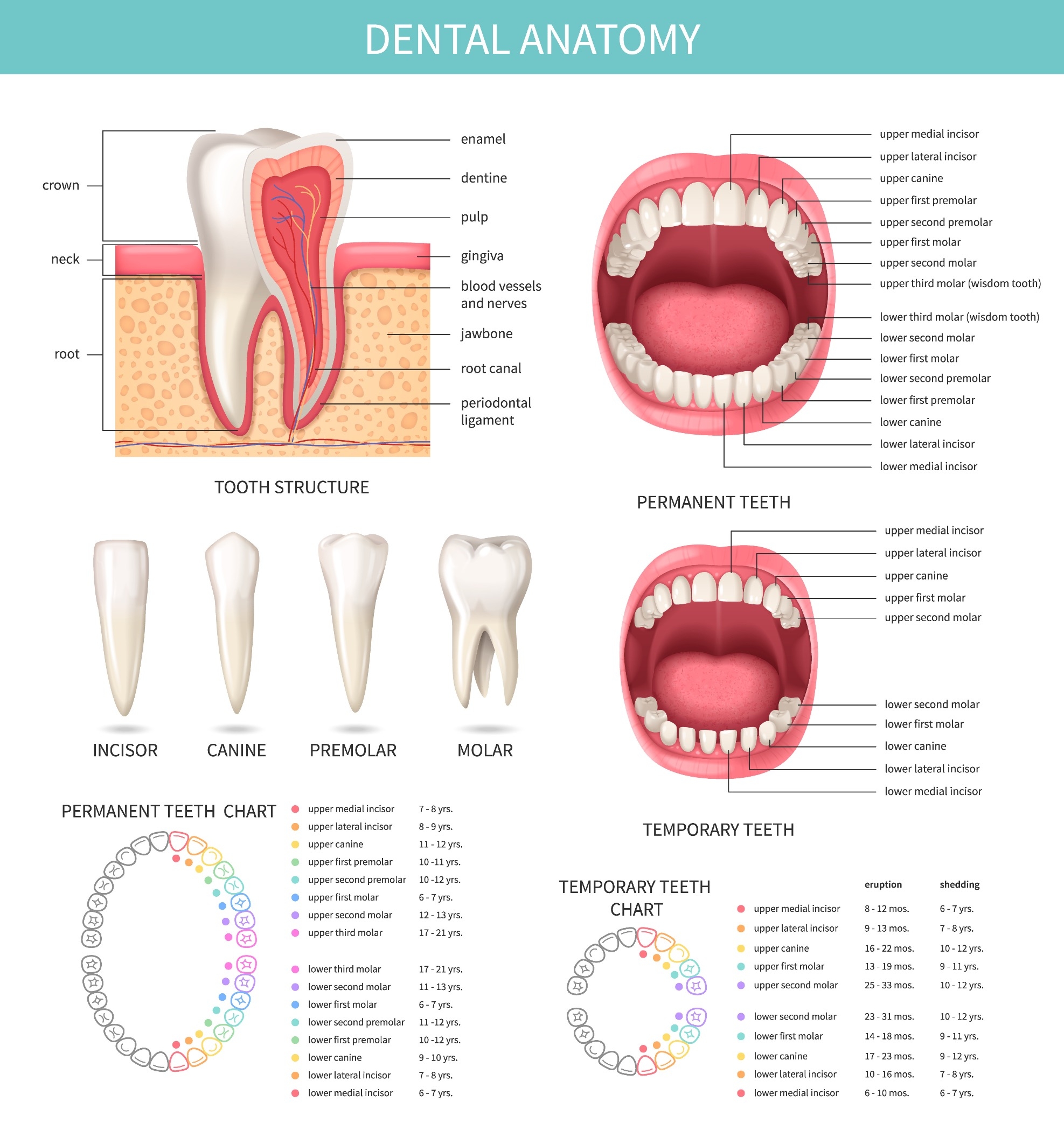 Clearwater Family Dental Meridian Tooth Chart