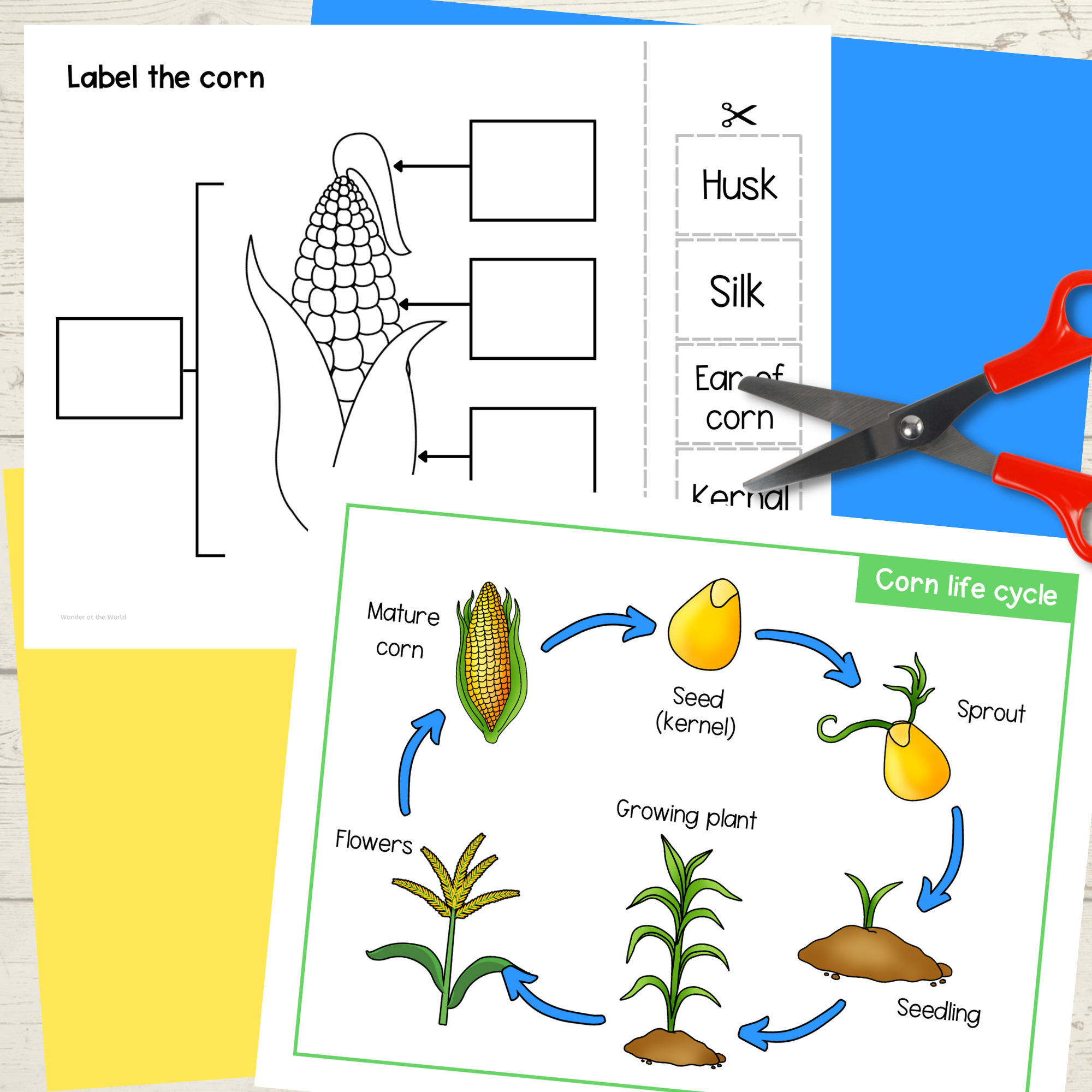 Corn Maize Plant Life Cycle Foldable Sequencing Activity For Autumn Teaching Resources