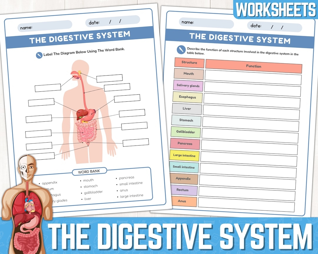 Printable Digestive System Worksheet Pdf
