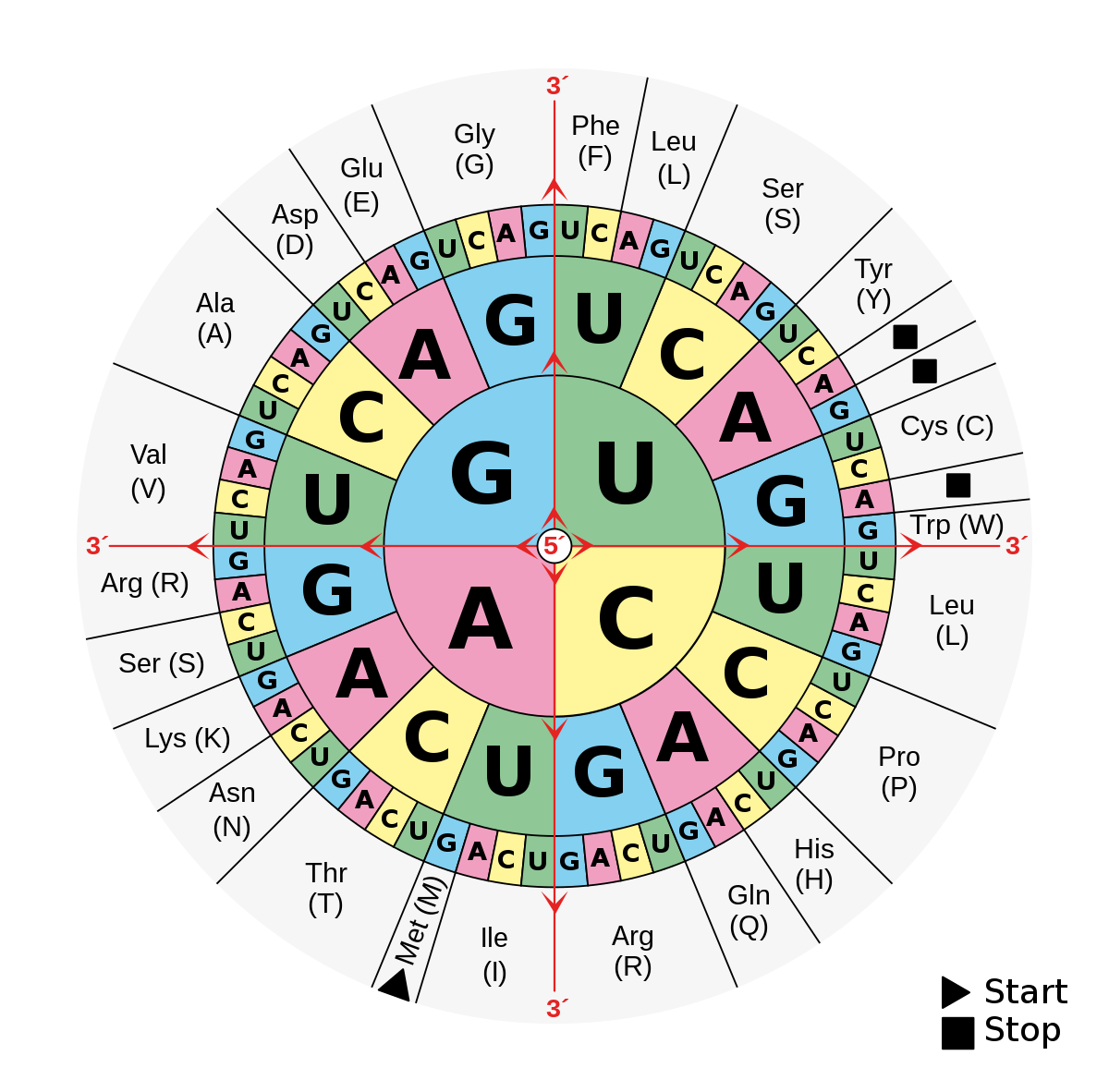 DNA And RNA Codon Tables Wikipedia