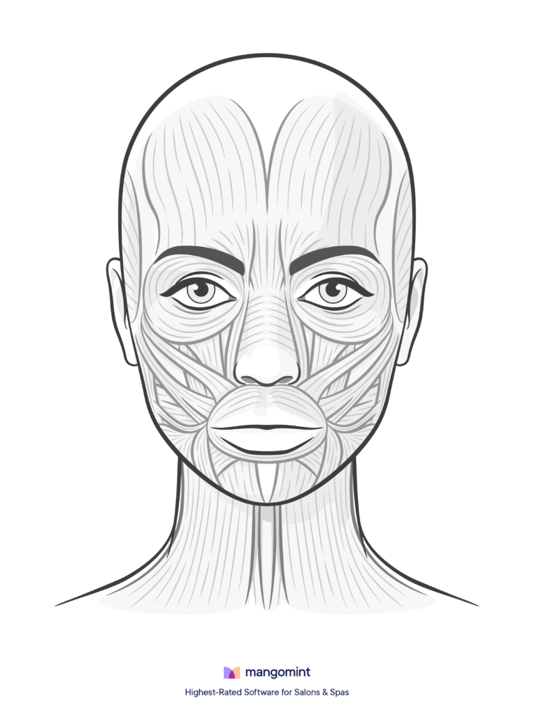 Face Charts Templates For Spas Salons And Tattoo Shops 