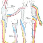 Figure Dermatome Map A Dermatome Is An StatPearls NCBI Bookshelf