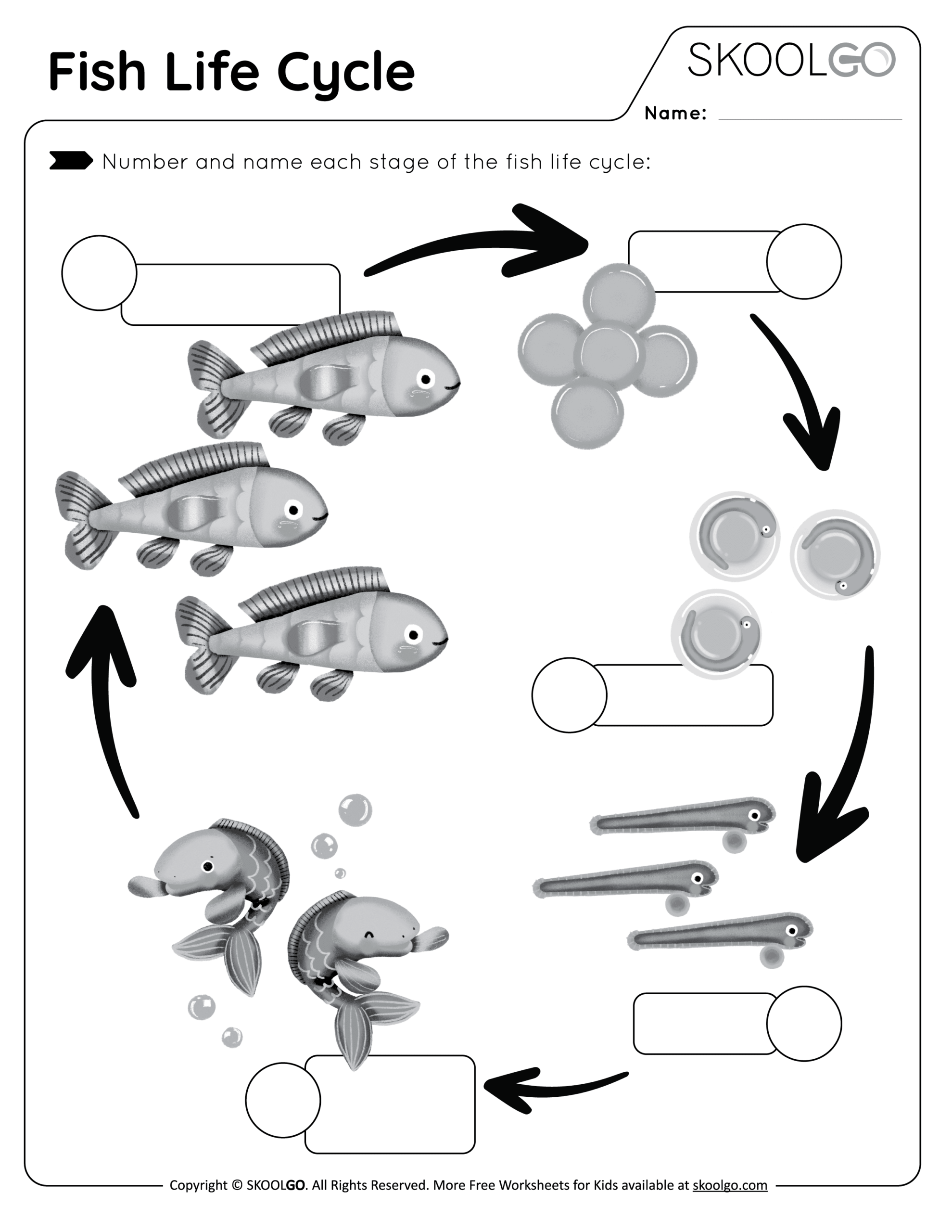 Fish Life Cycle Free Worksheet SKOOLGO