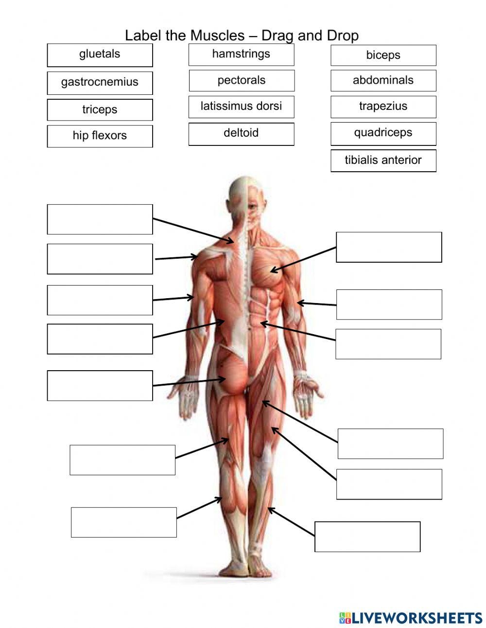 Free Muscle Worksheet Download Free Muscle Worksheet Png Images Free Worksheets On Clipart Library
