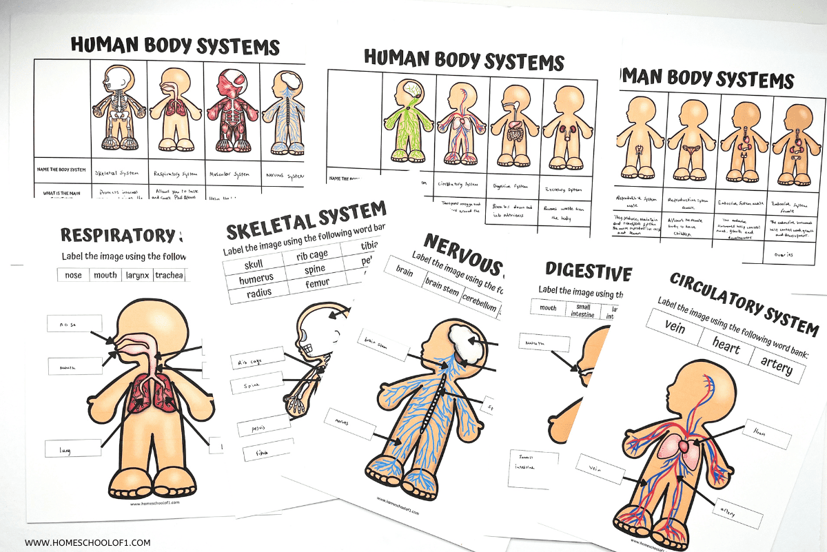 Human Body Free Printable Worksheets
