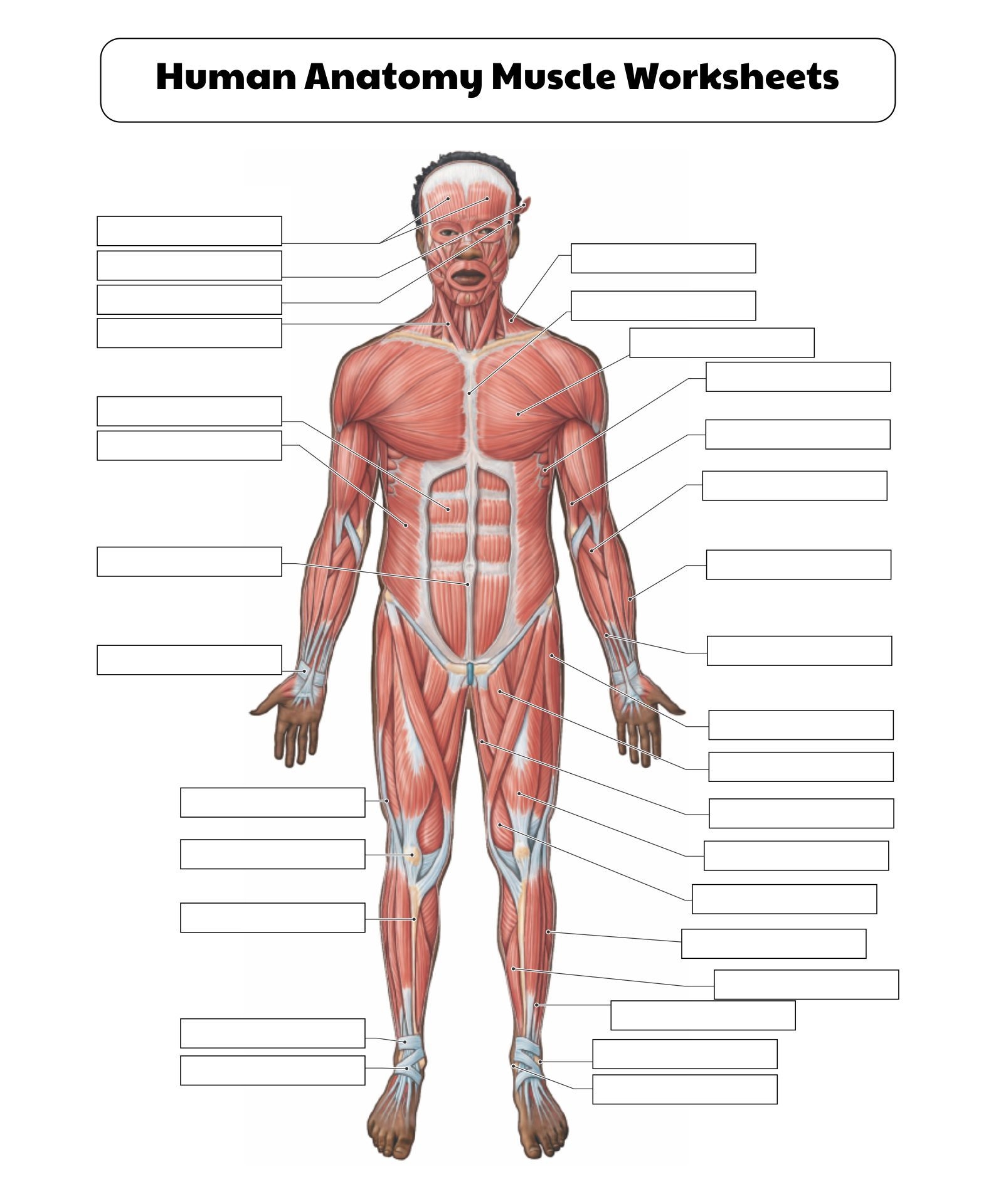 FREE Printable The Muscular System Human Anatomy Muscular Worksheets Library