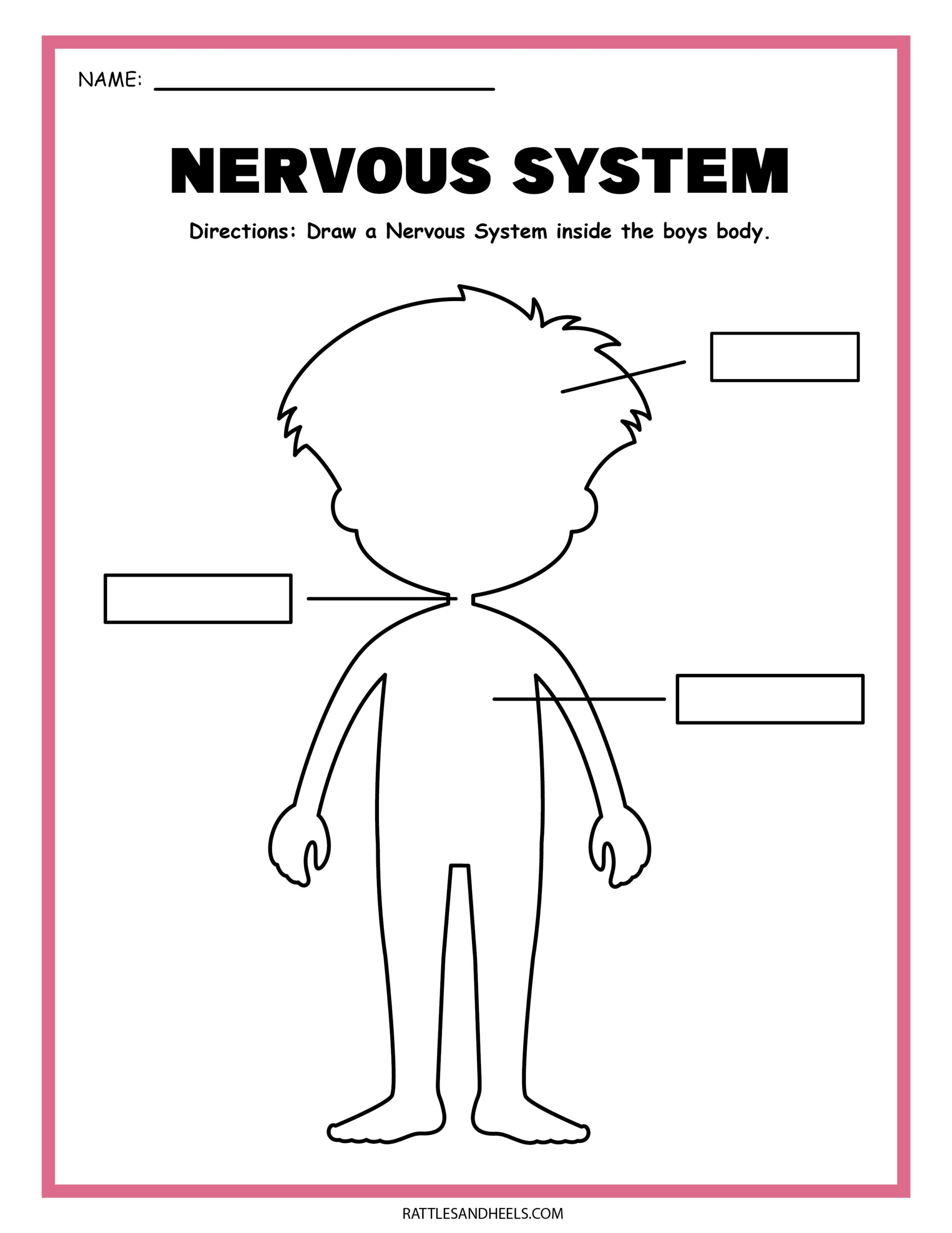 Free Science Worksheets The Nervous System Adanna Dill