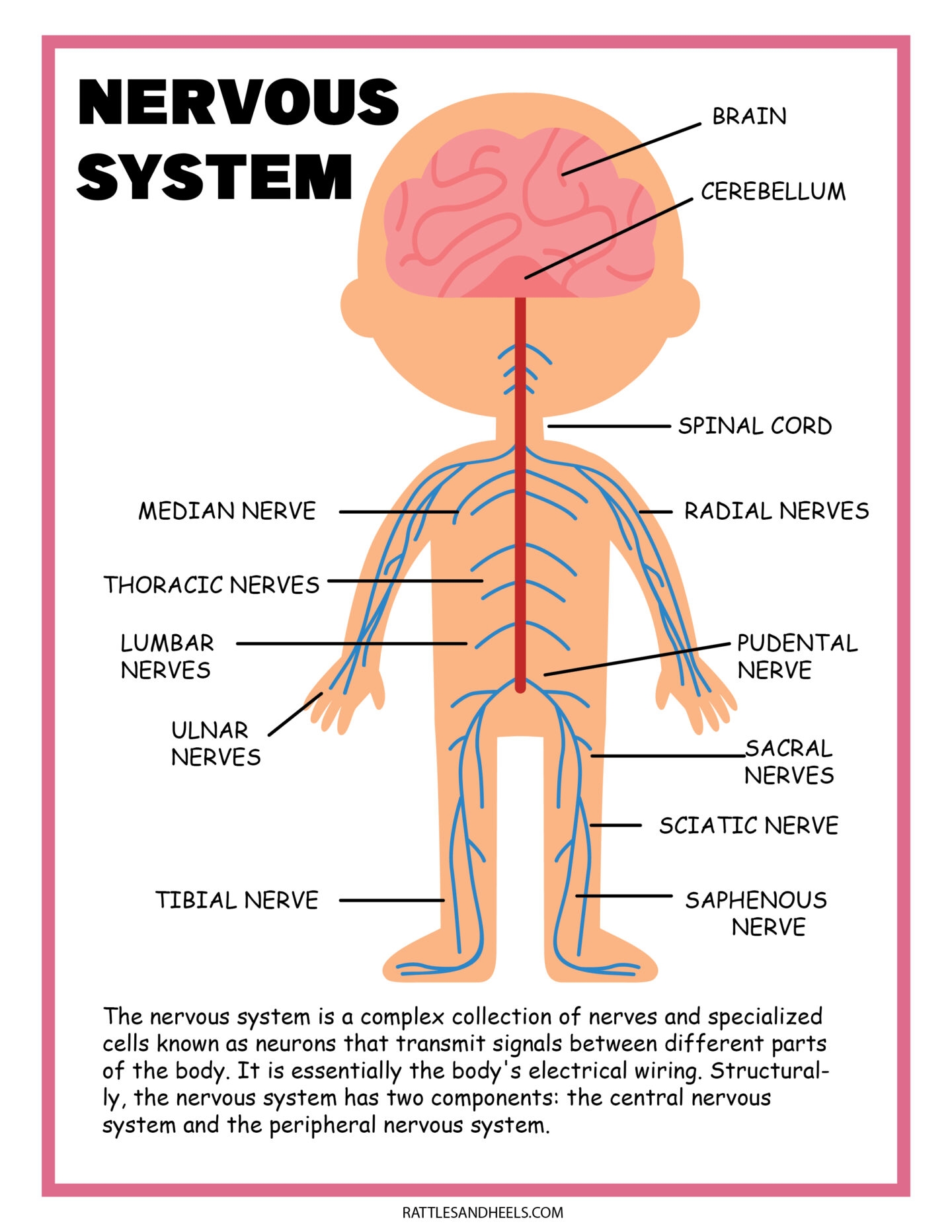 Printable Nervous System Activity Worksheet