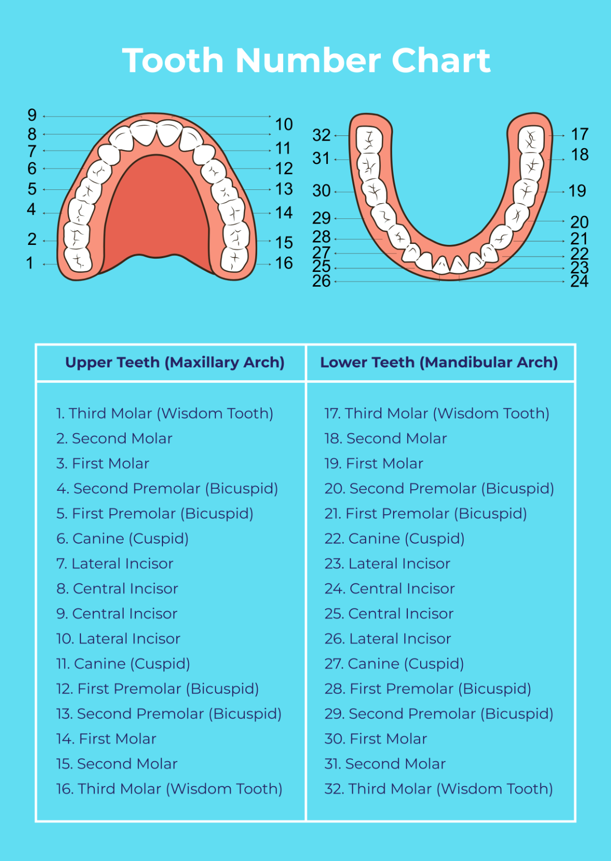 Free Tooth Chart Templates Editable And Printable Free Tooth Chart Templates Editable And Printable
