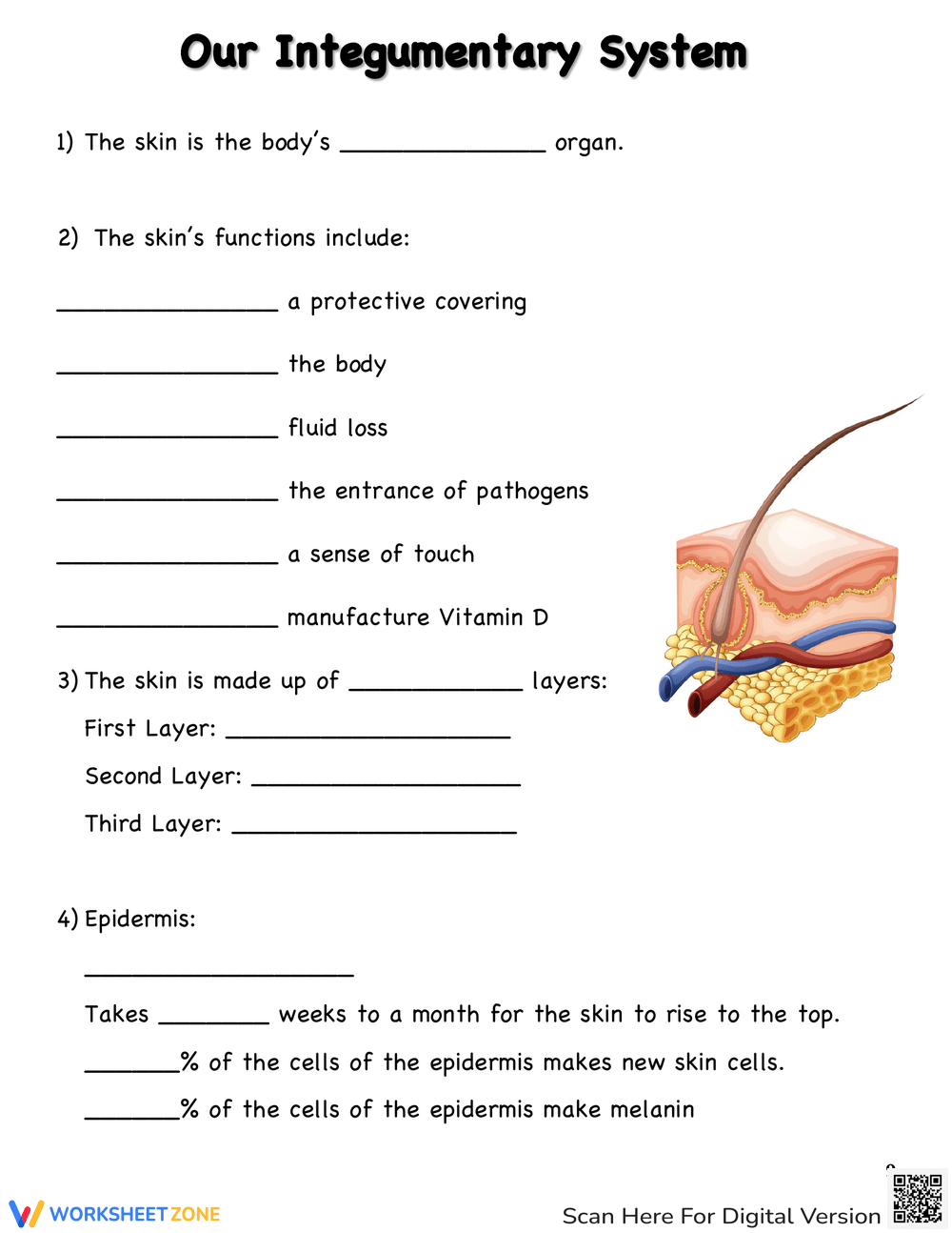 Grade 4 Integumentary System Review Worksheets 2025 Grade 4 Integumentary System Review Worksheets 2025
