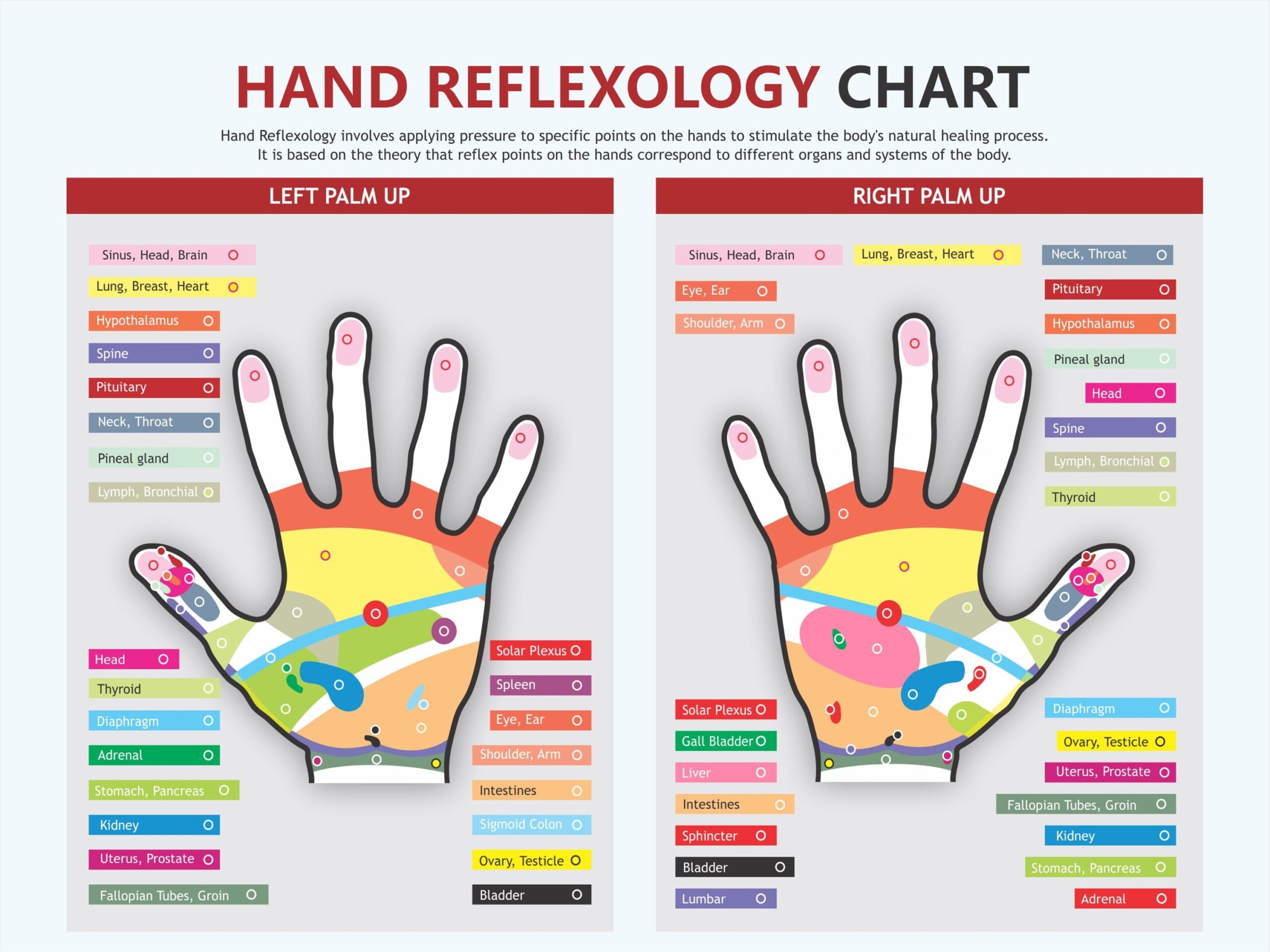 Hand Reflexology Chart Digital Download PDF Reflexology Chart 