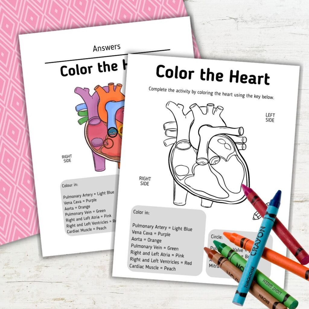 Free Printable Human Heart Worksheets