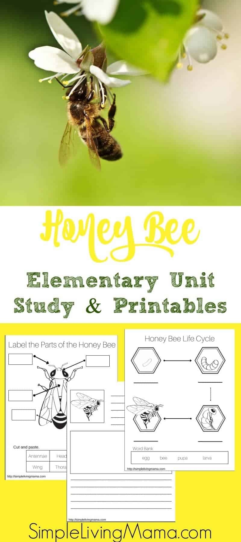 Honey Bee Unit Study Printables Simple Living Mama