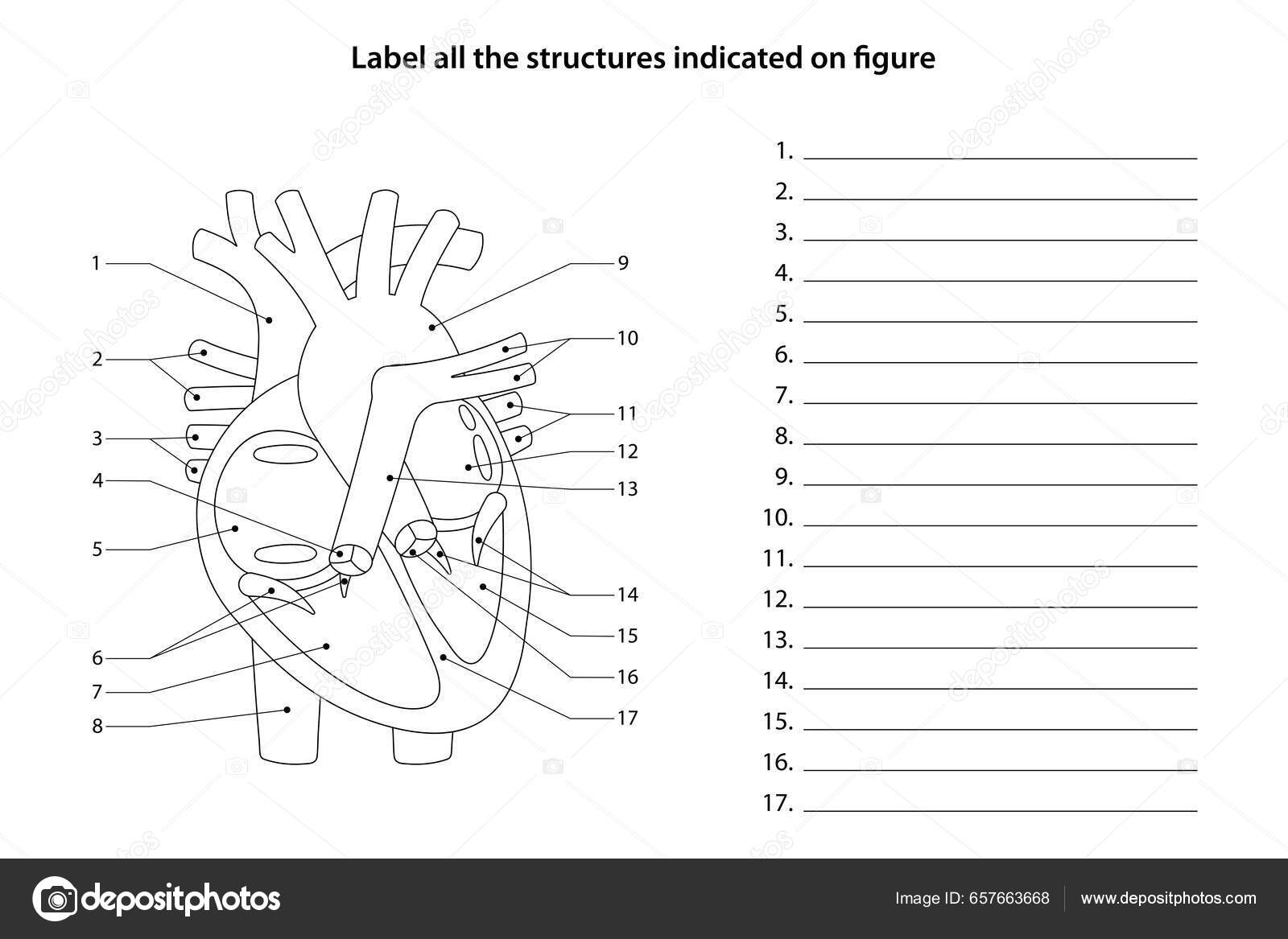 Human Anatomy Worksheet Label All Structures Indicated Figure Heart Blood Stock Vector By AStepBioMed 657663668