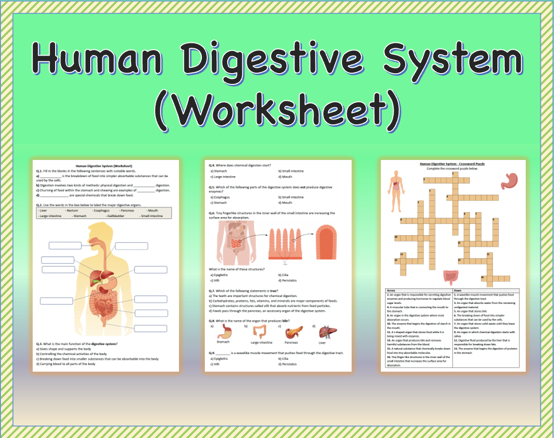 Human Digestive System Worksheet Printable And Distance Learning Made By Teachers Human Digestive System Worksheet Printable And Distance Learning Made By Teachers