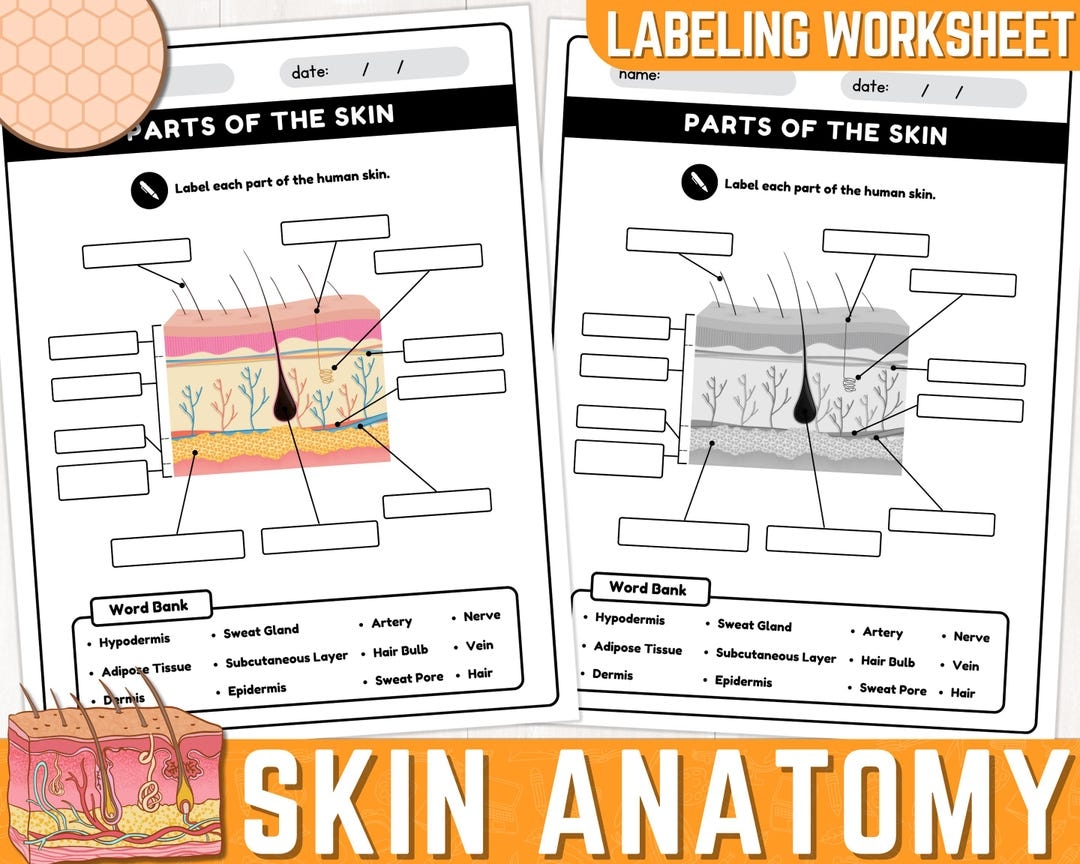 Human Skin Parts Labeling Worksheet Anatomy Of The Skin Parts Of The Human Skin Worksheets Instant Download Printable PDF Etsy Human Skin Parts Labeling Worksheet Anatomy Of The Skin Parts Of The Human Skin Worksheets Instant Download Printable PDF Etsy