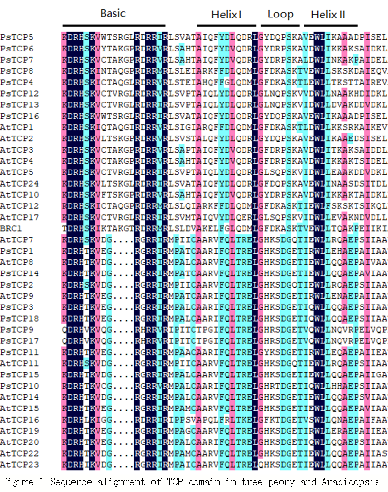 Identification And Bioinformatics Analysis Of TCP Family Genes In Tree Peony Zhang Computational Molecular Biology