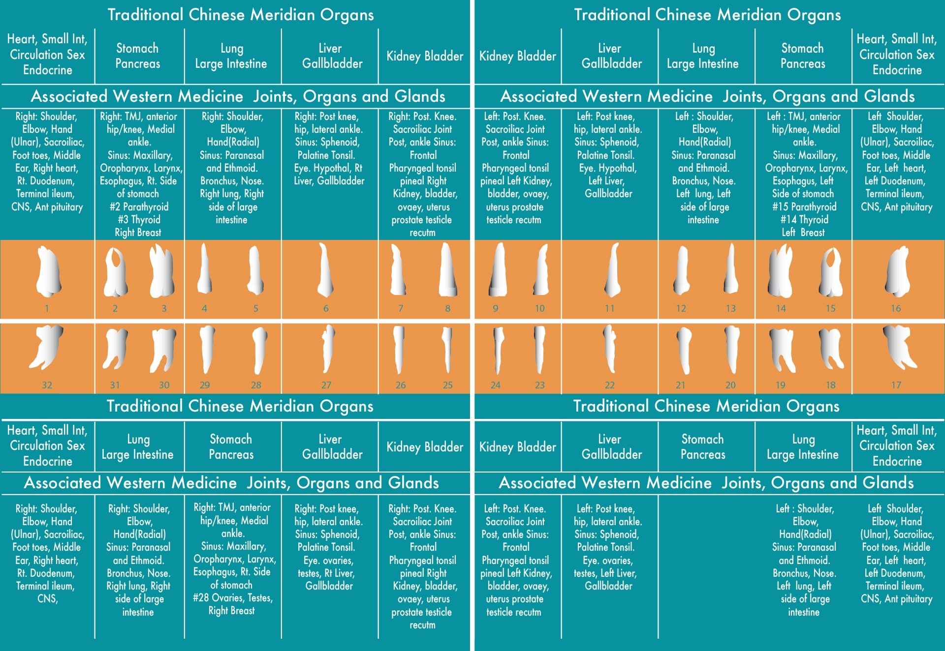 Interactive Meridian Tooth Chart Dr Nicholas J Meyer