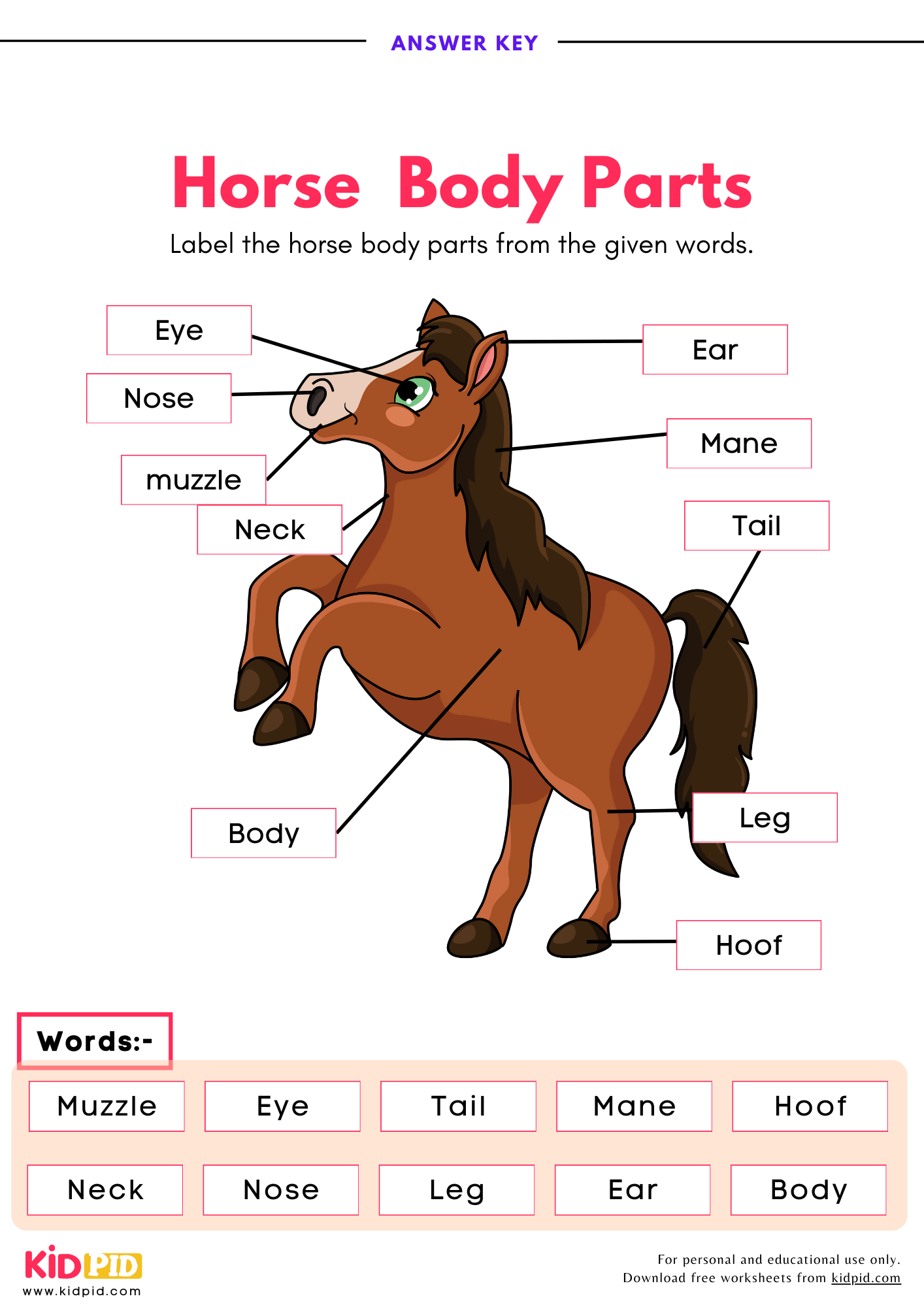 Free Printable Horse Anatomy Worksheets