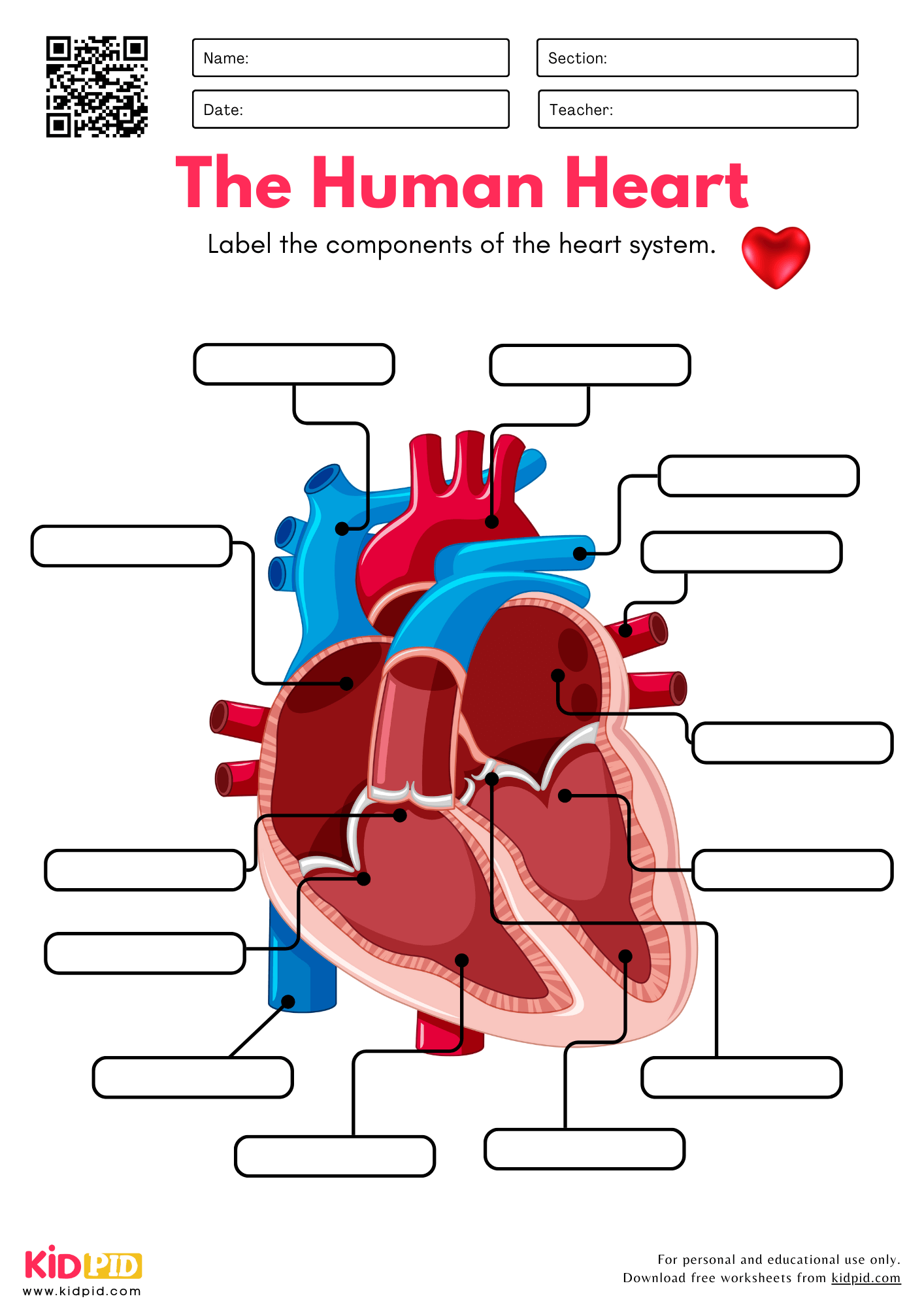 Label The Parts Of Human Heart Worksheet Kidpid