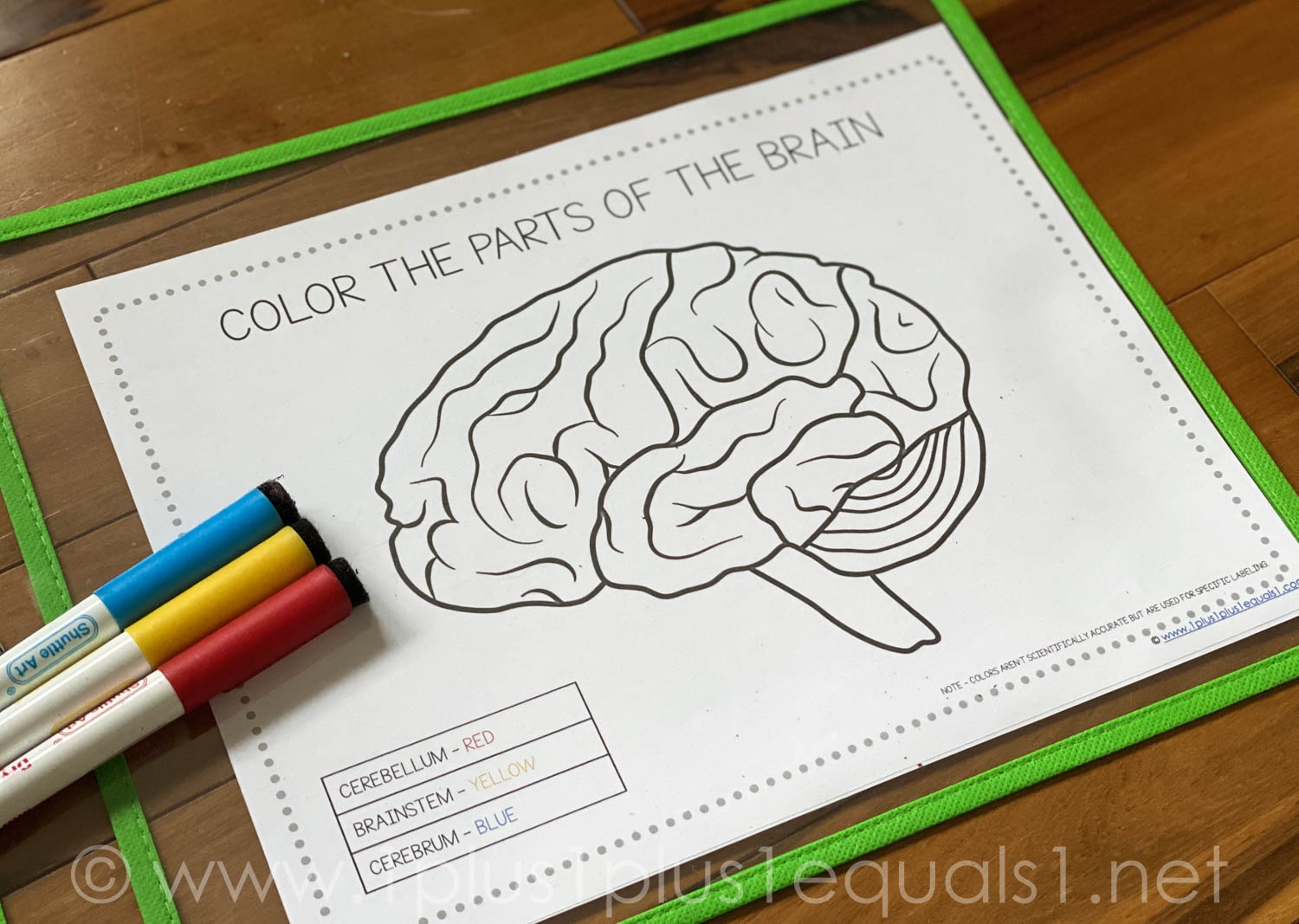 Life Science Printables Parts Of The Brain Worksheets 1 1 1 1