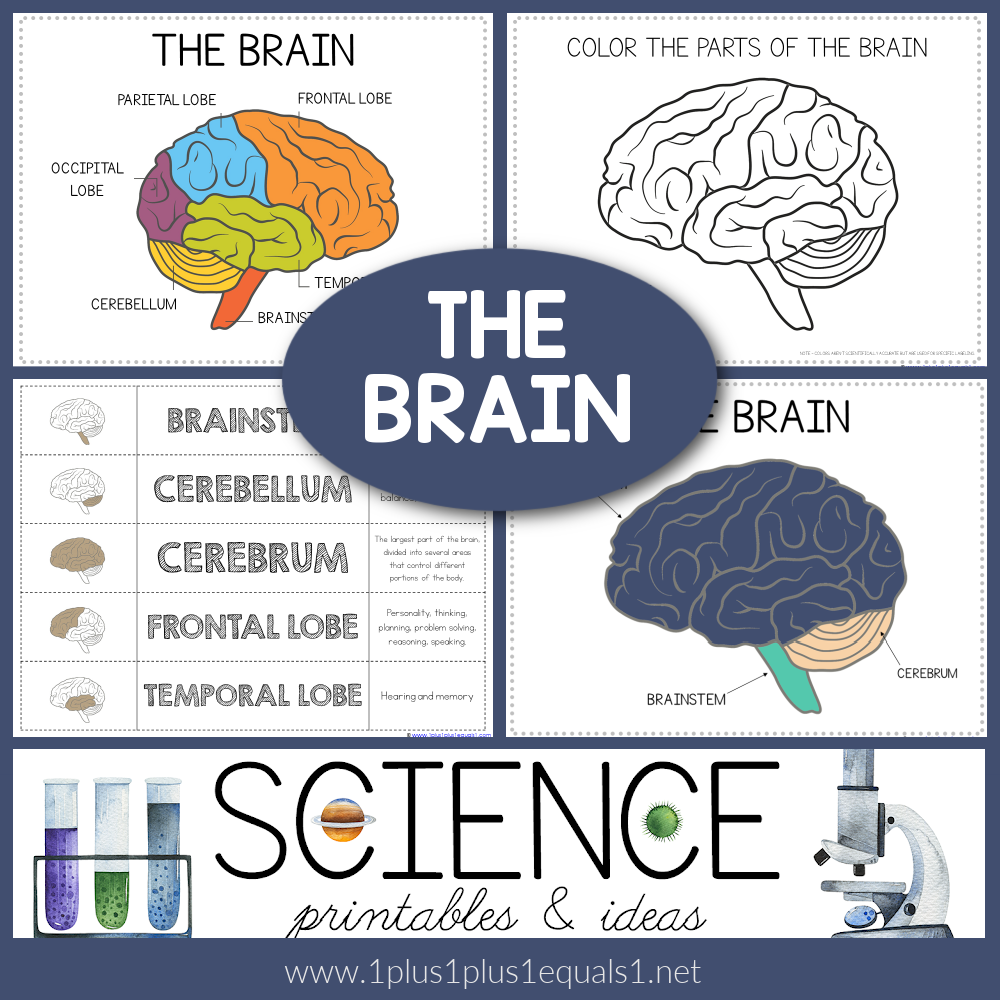 Life Science Printables Parts Of The Brain Worksheets 1 1 1 1