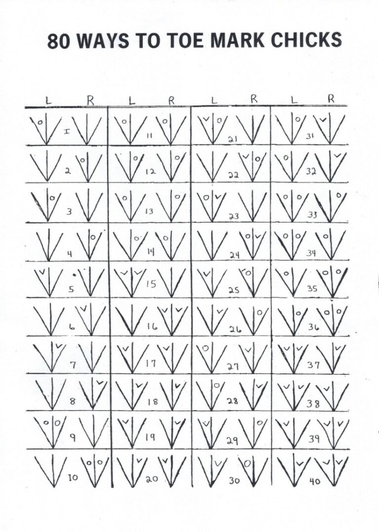 MOGBA NEWSLETTER By Chickenguygreg